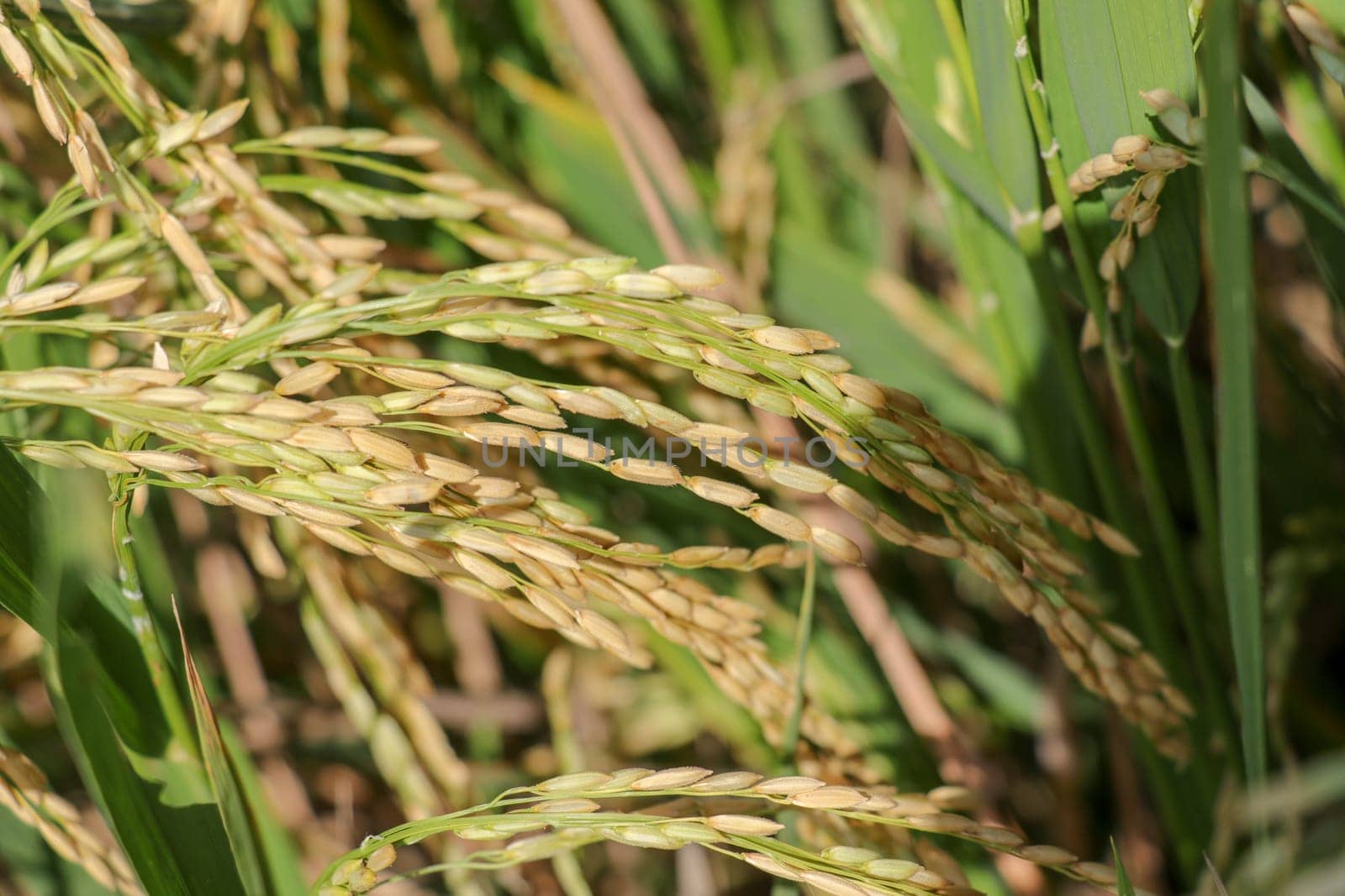 Close up ear of paddy or rice in organic field, agriculture concept.