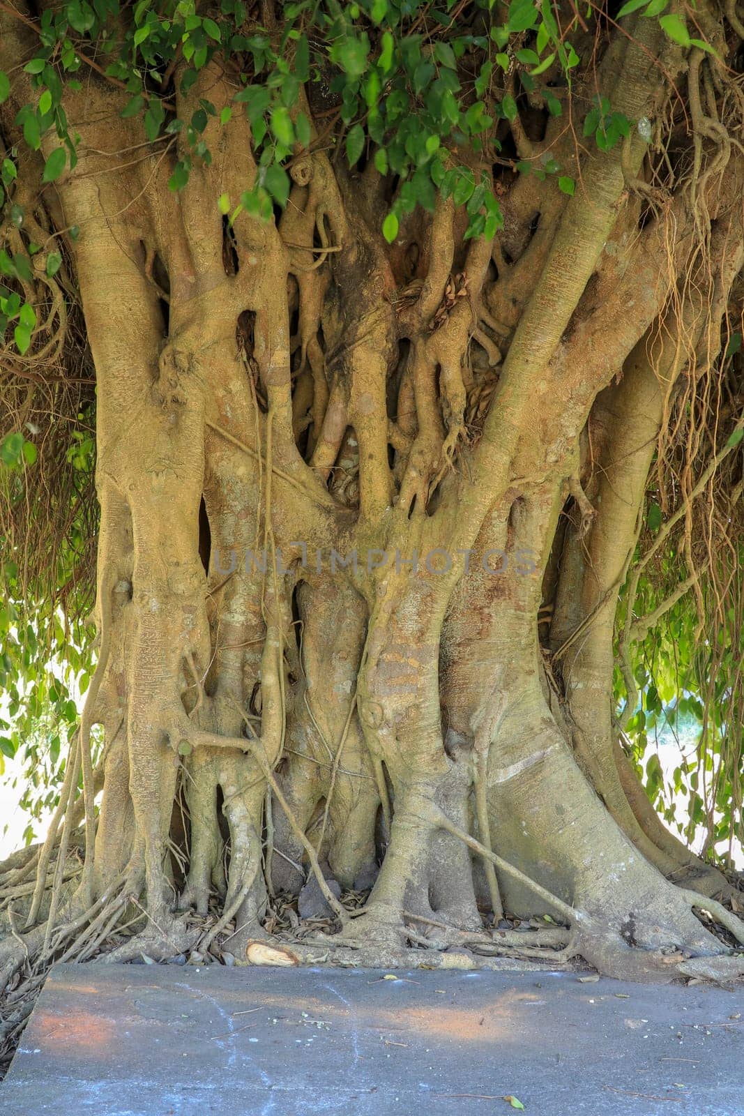 Closeup of banyan tree trunk roots with carvings. Roots of a tree and trunk. interesting tree trunk in tropical forest.