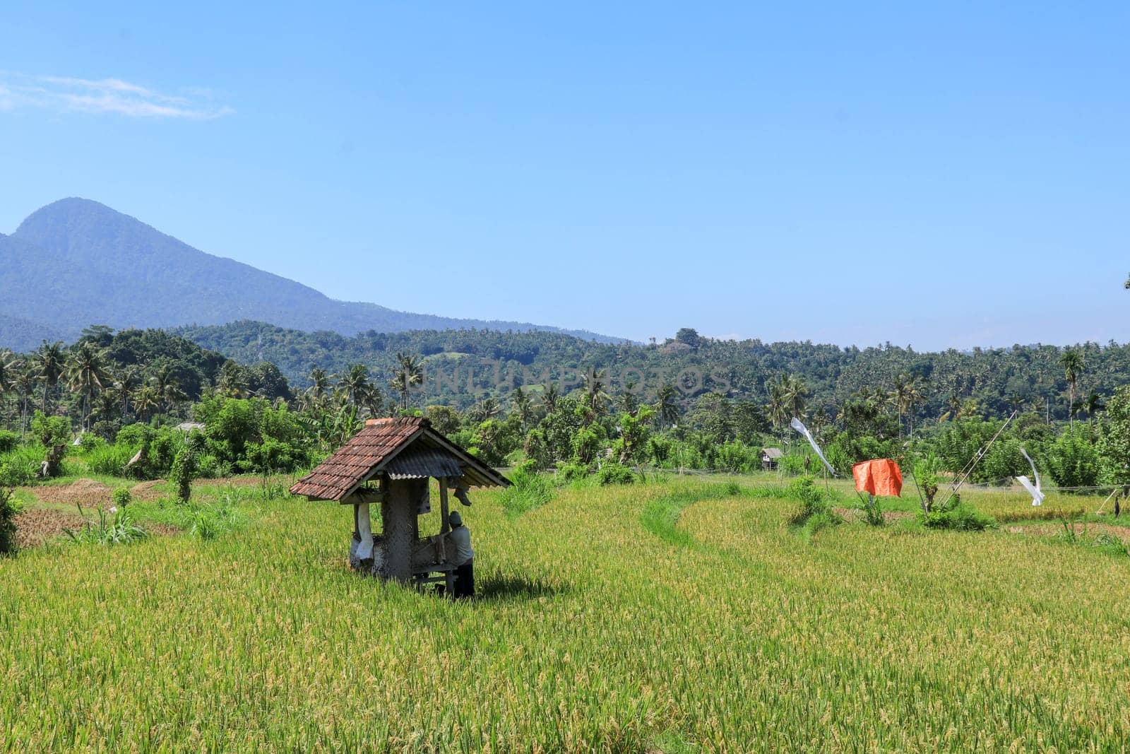The farmer is hiding from the hot sun under a shelter in the rice fields. Mountains rise in the background.