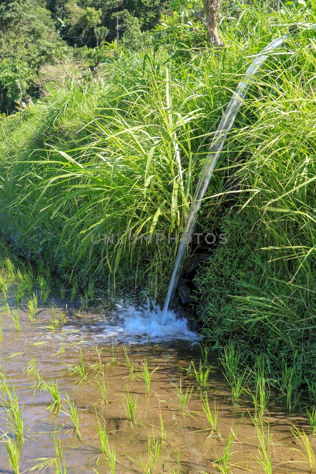 Water flowing from irrigation pipe at an Indian rice paddy agriculture crop field growing plants, green background with copy space.