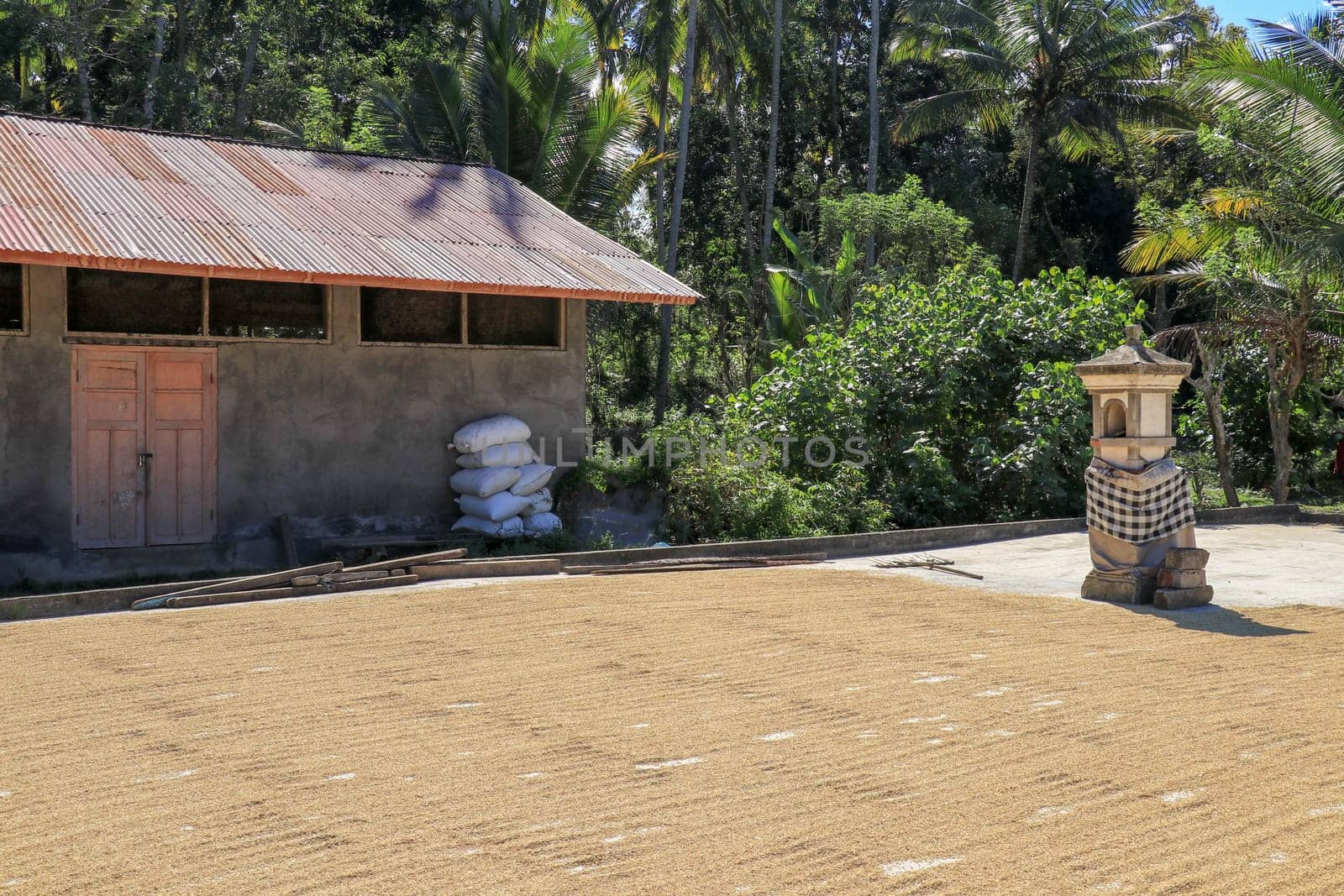 freshly harvested rice seeds are laid out for drying in the sun before processing.