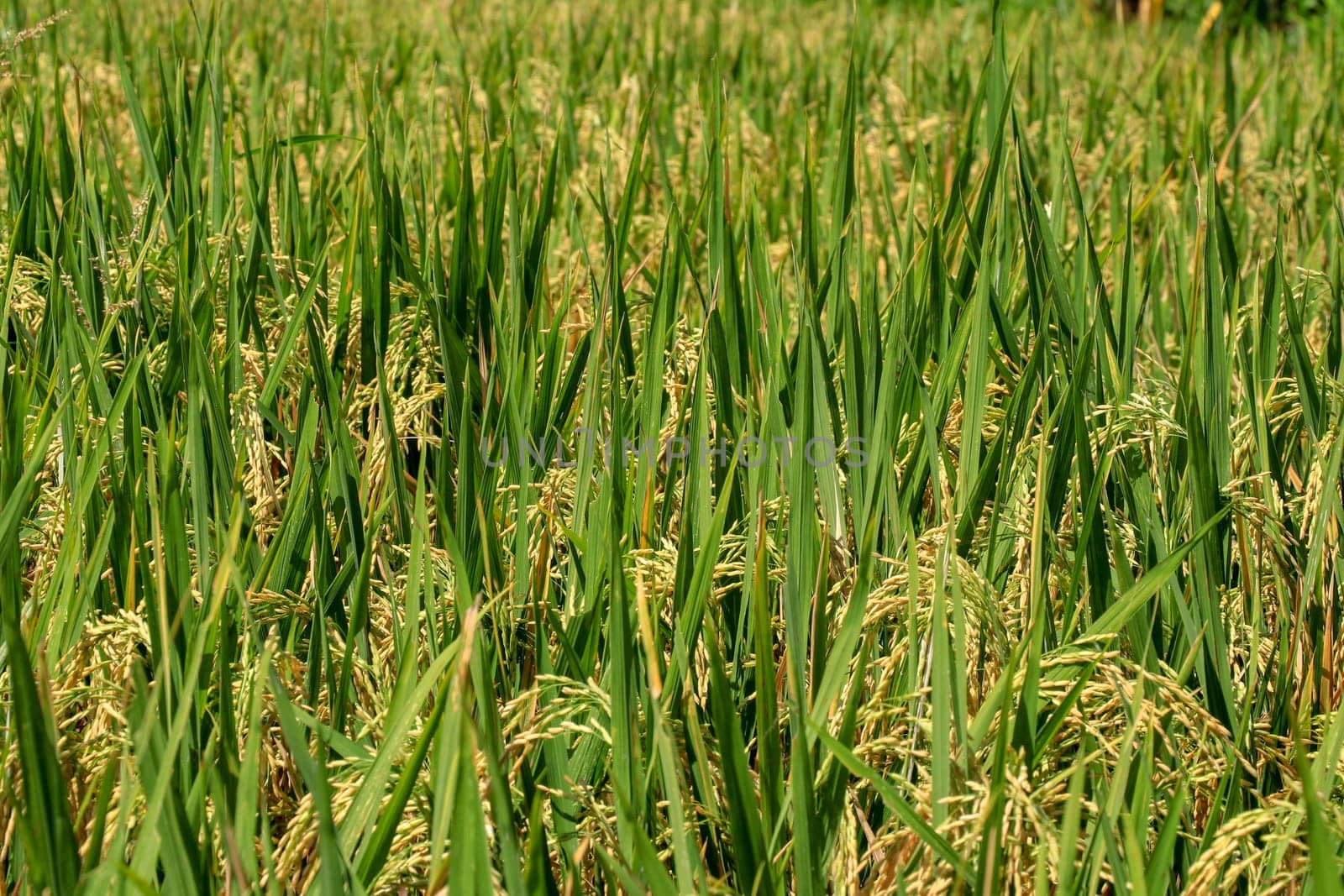 Field of ripened golden rice in green grass. Bali, Indonesia.