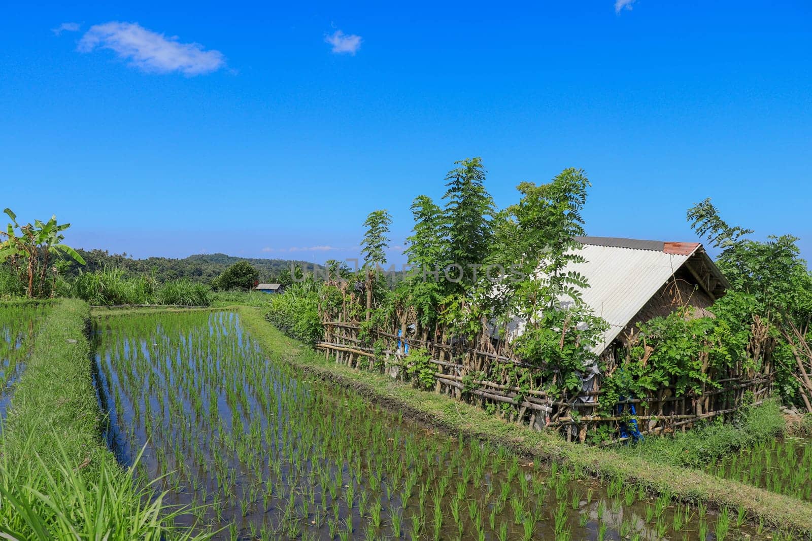 huts in the middle of rice fields where farmers shelter.