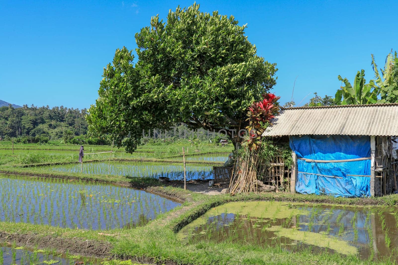 Traditional farmer hut in the rice. A hut for farmers to shelter in the middle of lush and green rice.