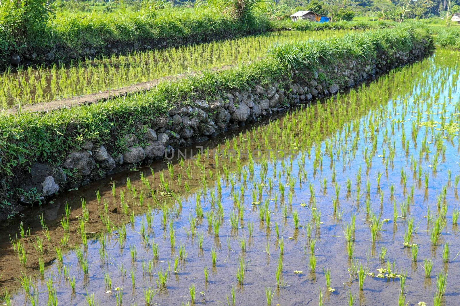 young rice are growing in the paddy field. Rice field.