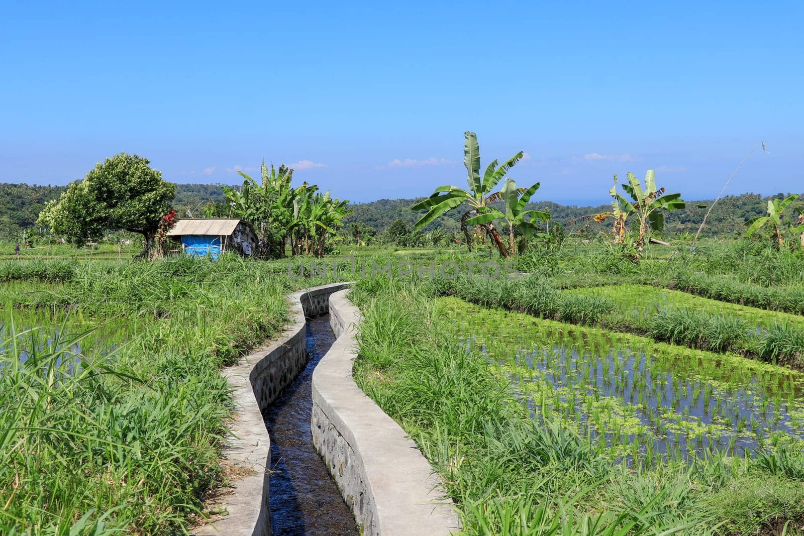Water canal for paddy rice field irrigation.