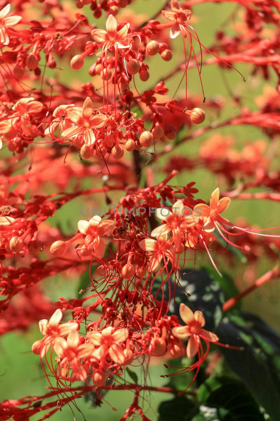 Close up red flowers of Clerodendrum Paniculatum or Pagoda Flower taken in Bali, Indonesia.