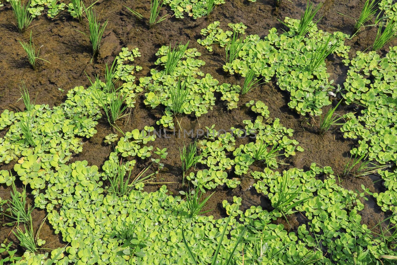 young rice are growing in the paddy field. Rice field.