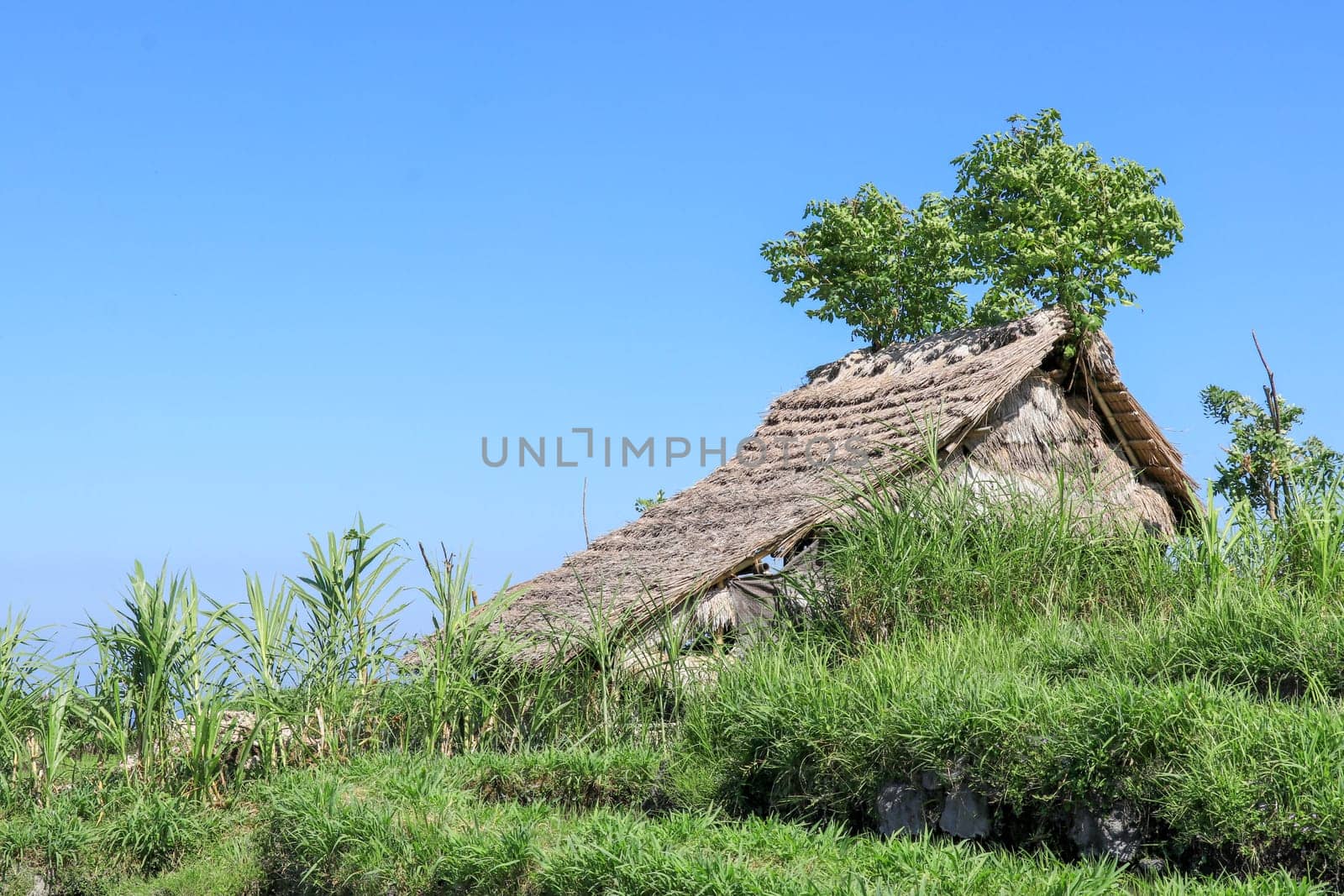 Eco-friendly Tribal Hut in fields having thatched roof, made from biodegradable Bamboo Straws and sticks. A Typical house form of Tribal areas used by farmers and aboriginals as granary. Background.