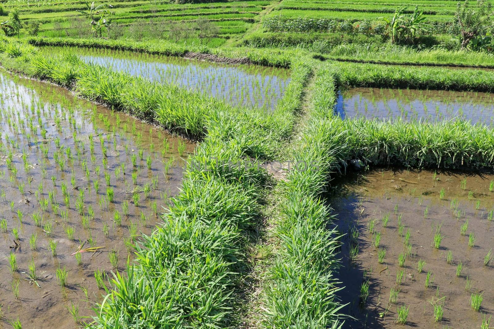young rice are growing in the paddy field. Rice field.