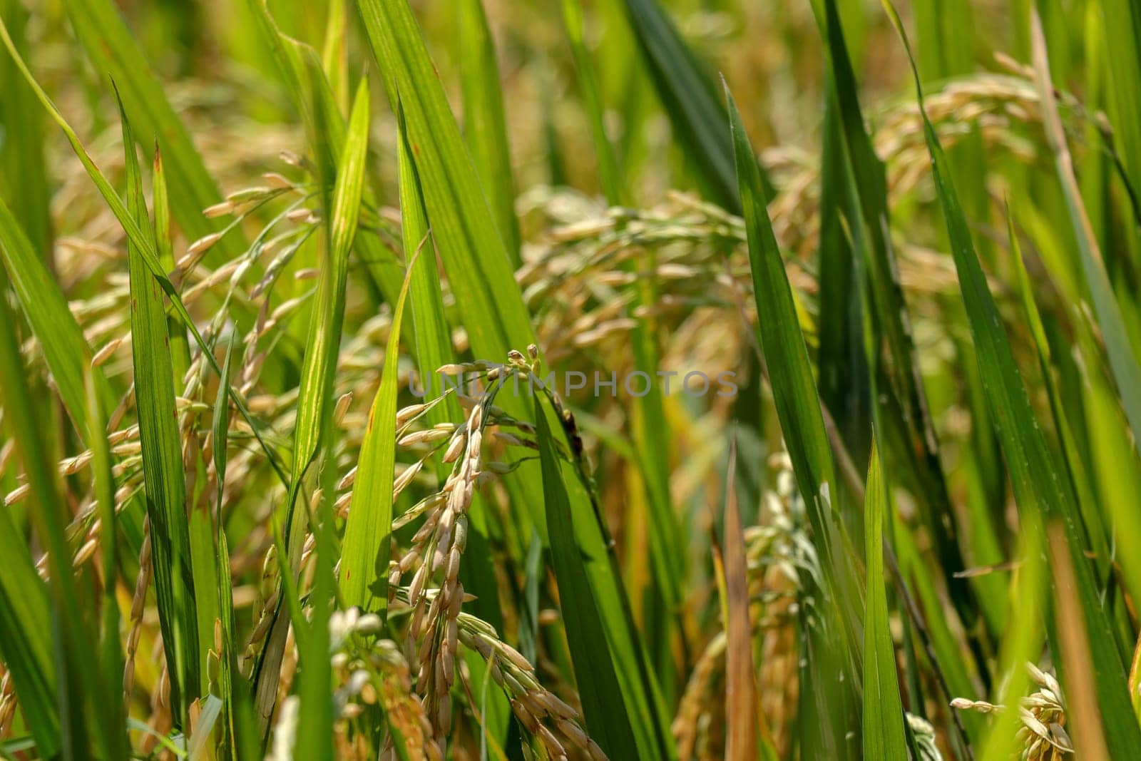 Close up view of yellow-green rice field with soft sunrise light, view of paddy plant in the field, rice plant in the rice field, Fields of ripening rice growing in Bali.