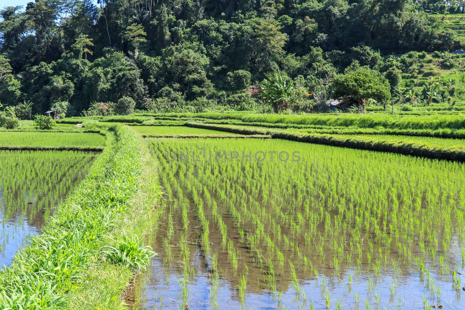 young rice are growing in the paddy field. Rice field.