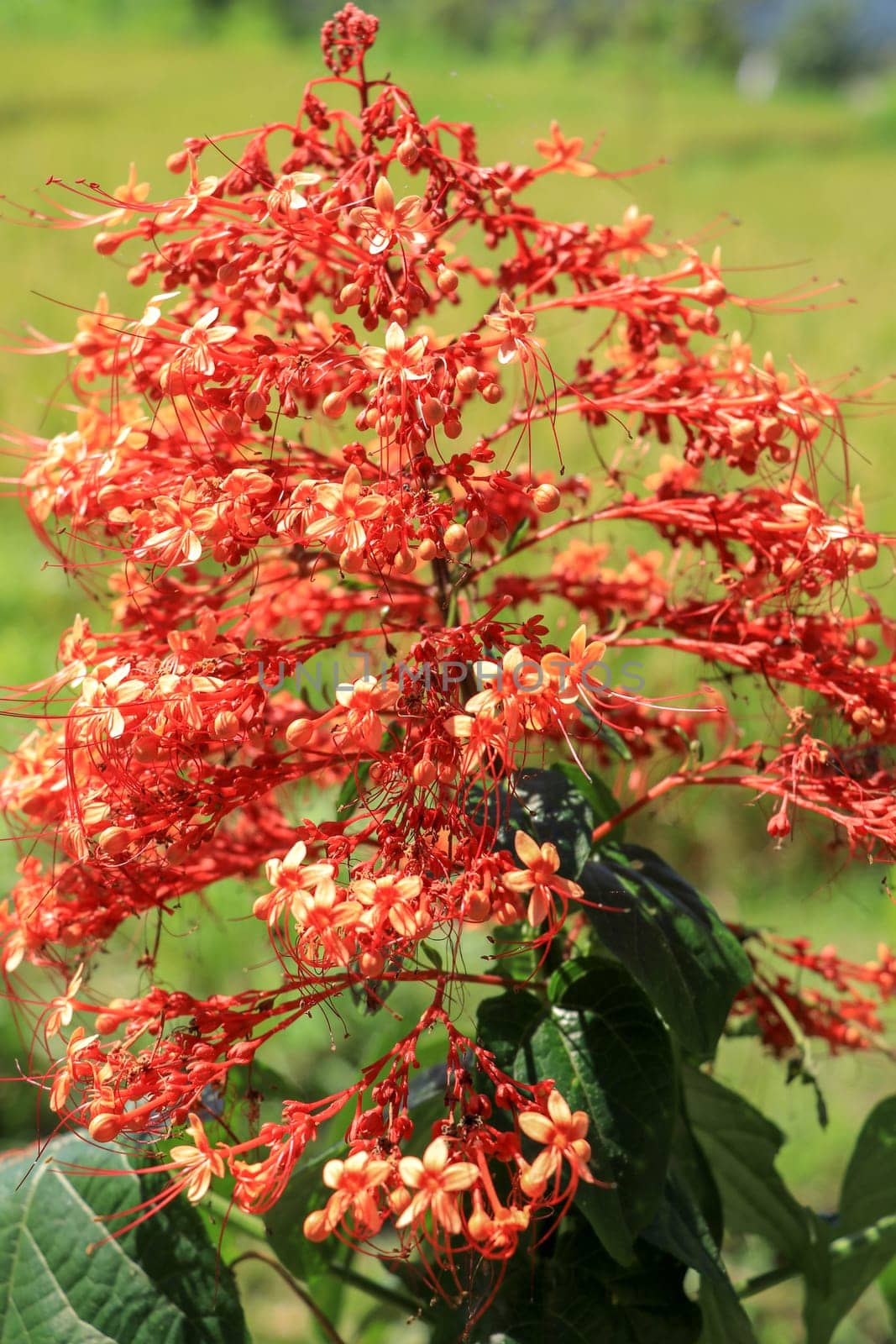 Close up red flowers of Clerodendrum Paniculatum or Pagoda Flower taken in Bali, Indonesia.