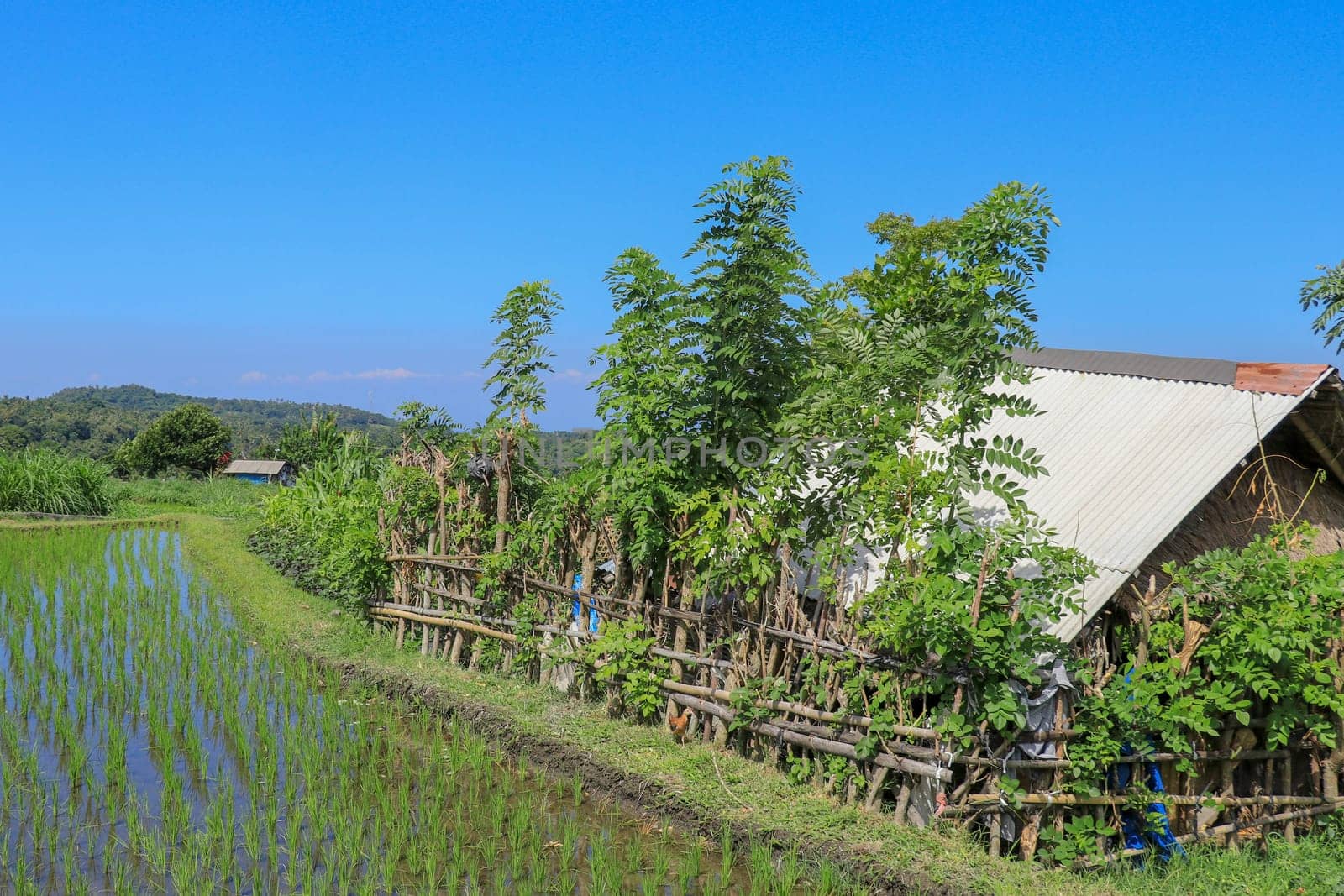 huts in the middle of rice fields where farmers shelter.