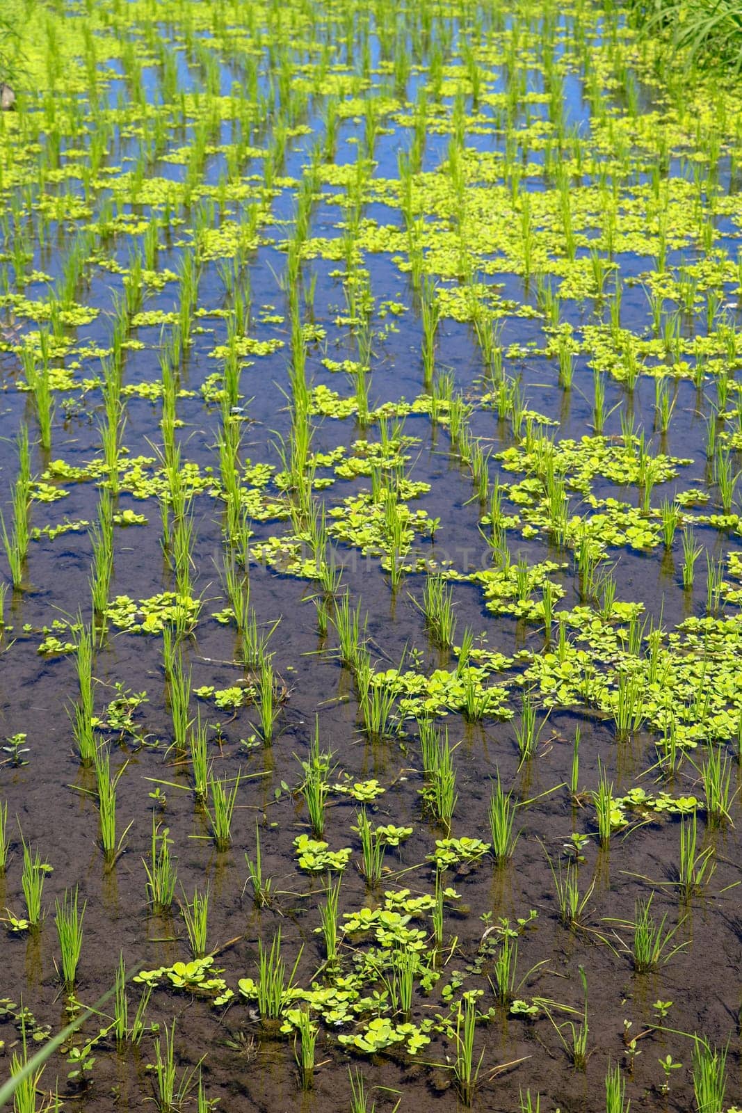 young rice are growing in the paddy field. Rice field.