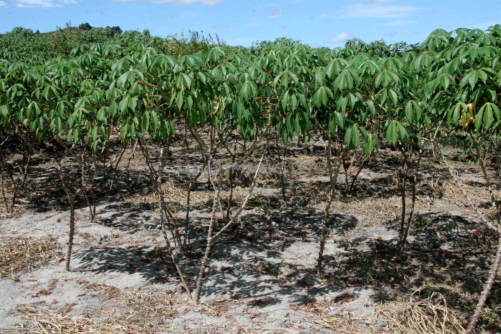 guaratinga, bahia / brazil - may13, 2008: cassava plantation is seen in a rural settlement in the city of Guaratinga.