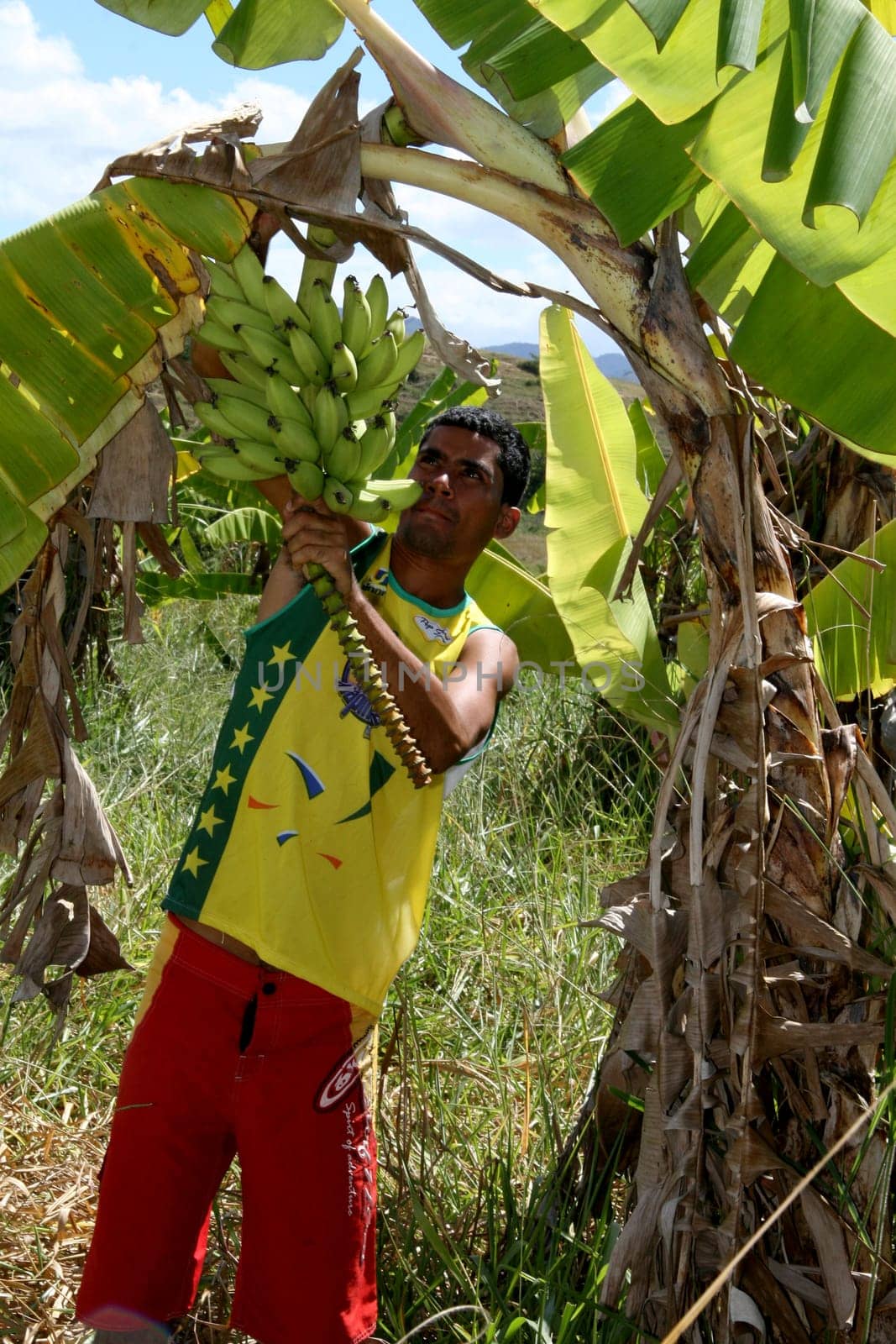 guaratinga, bahia / brazil - may13, 2008: farmer is seen during banana harvest in a rural settlement in the city of Guaratinga.