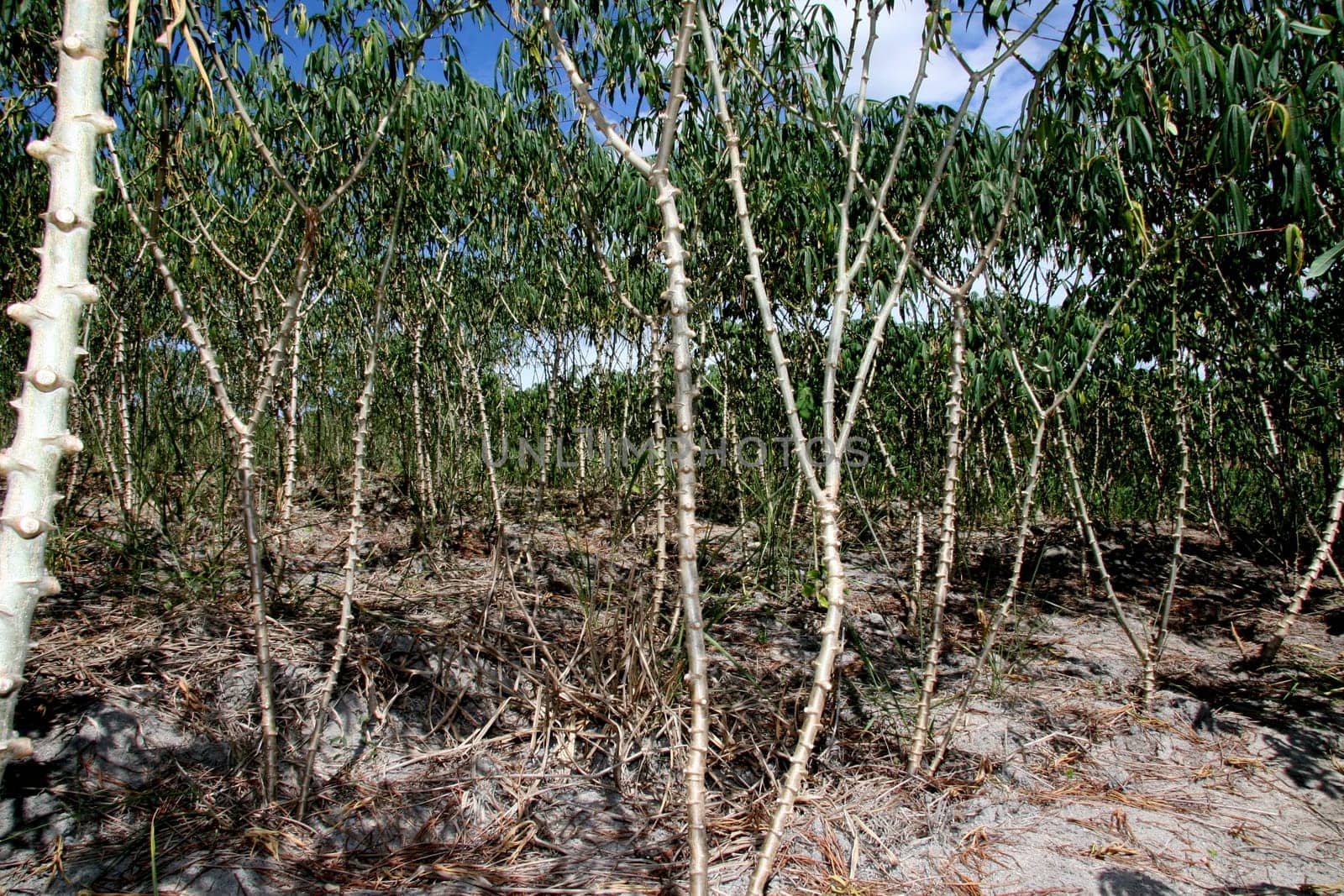 guaratinga, bahia / brazil - may13, 2008: cassava plantation is seen in a rural settlement in the city of Guaratinga.