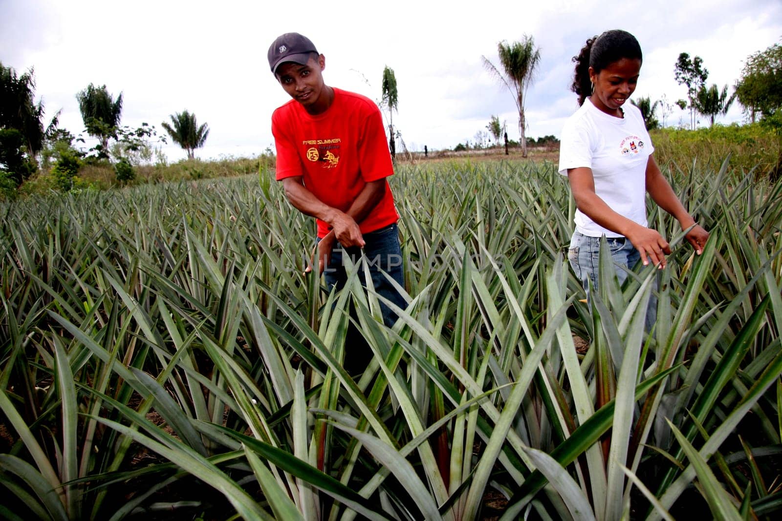 guaratinga, bahia / brazil - may13, 2008: farmers are seen in a pineapple plantation in a rural settlement in the city of Guaratinga.