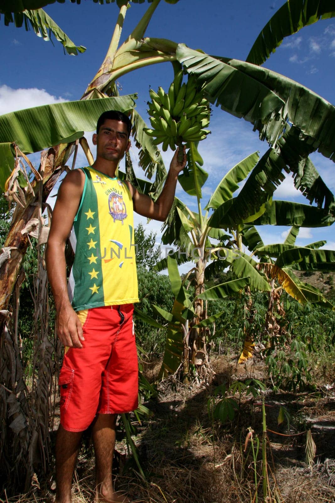guaratinga, bahia / brazil - may13, 2008: farmer is seen during banana harvest in a rural settlement in the city of Guaratinga.