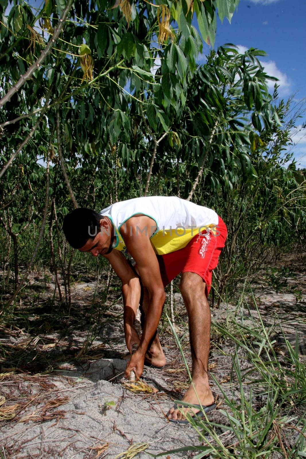 guaratinga, bahia / brazil - may13, 2008: farmer is seen during cassava harvest in a rural settlement in the city of Guaratinga.