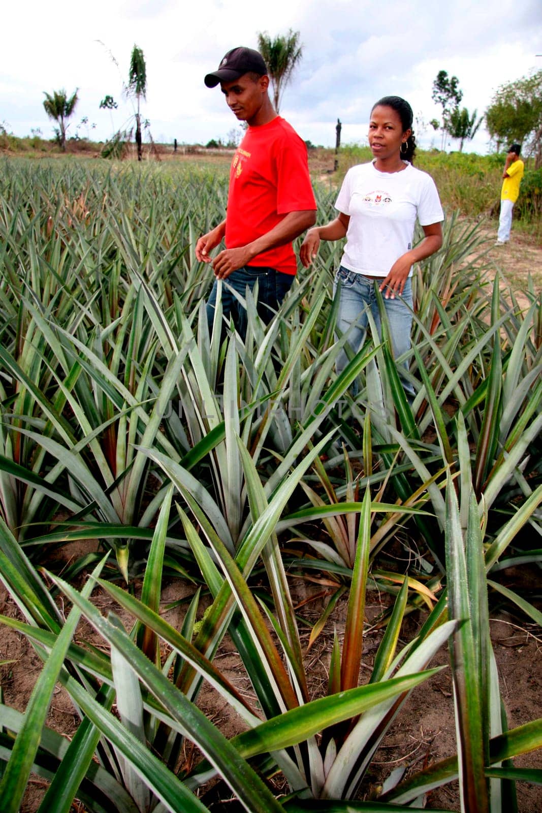 guaratinga, bahia / brazil - may13, 2008: farmers are seen in a pineapple plantation in a rural settlement in the city of Guaratinga.