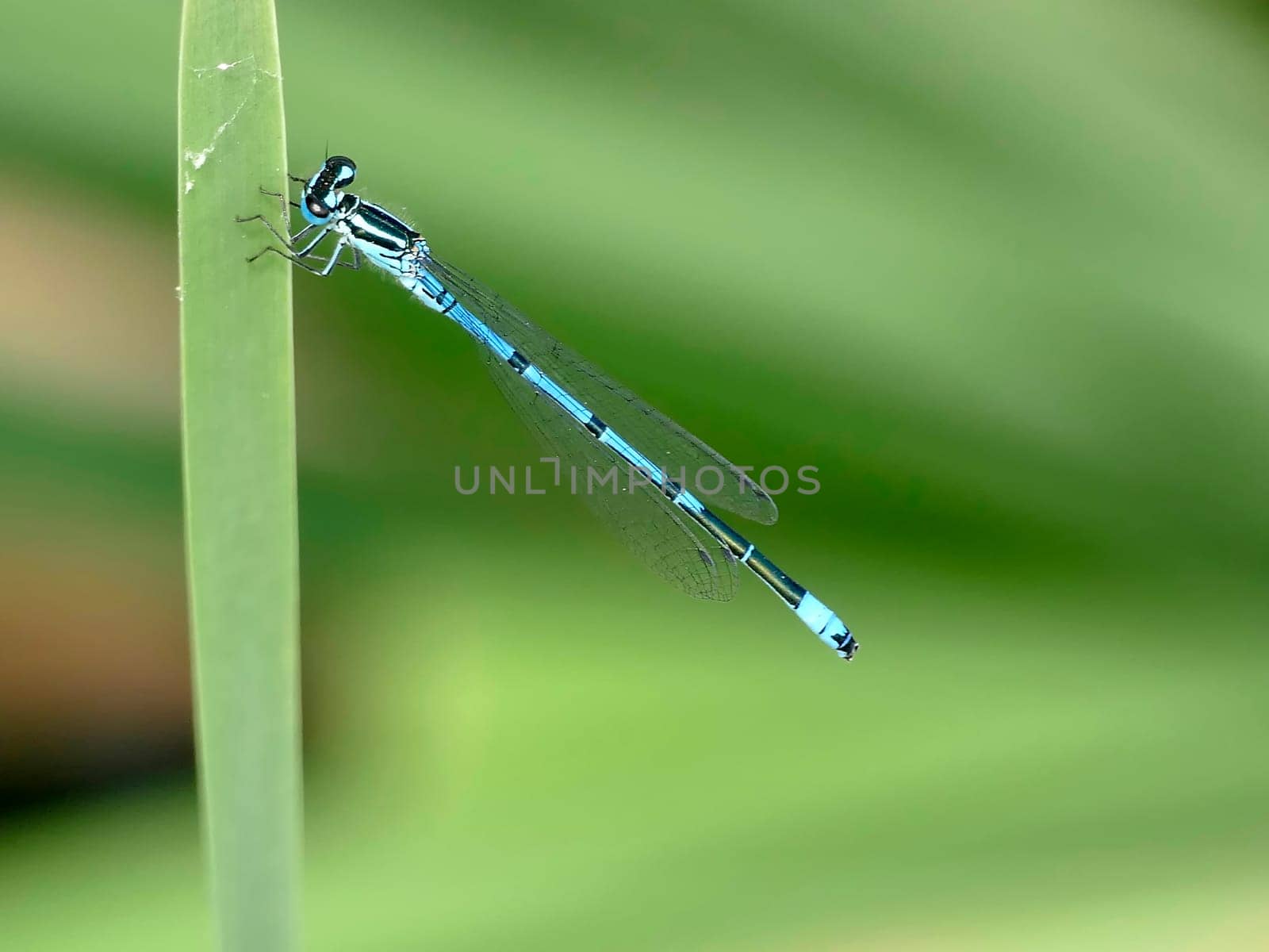 Azure Damselfly sitting on grass near a pond