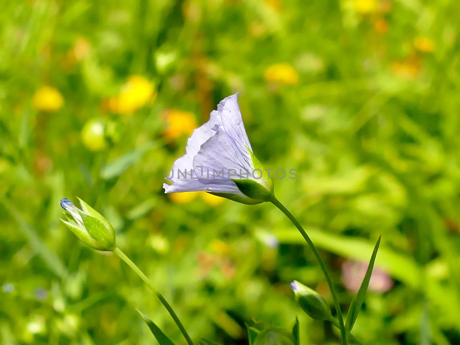 common cultivates flax, medicinal herb with flower in summer