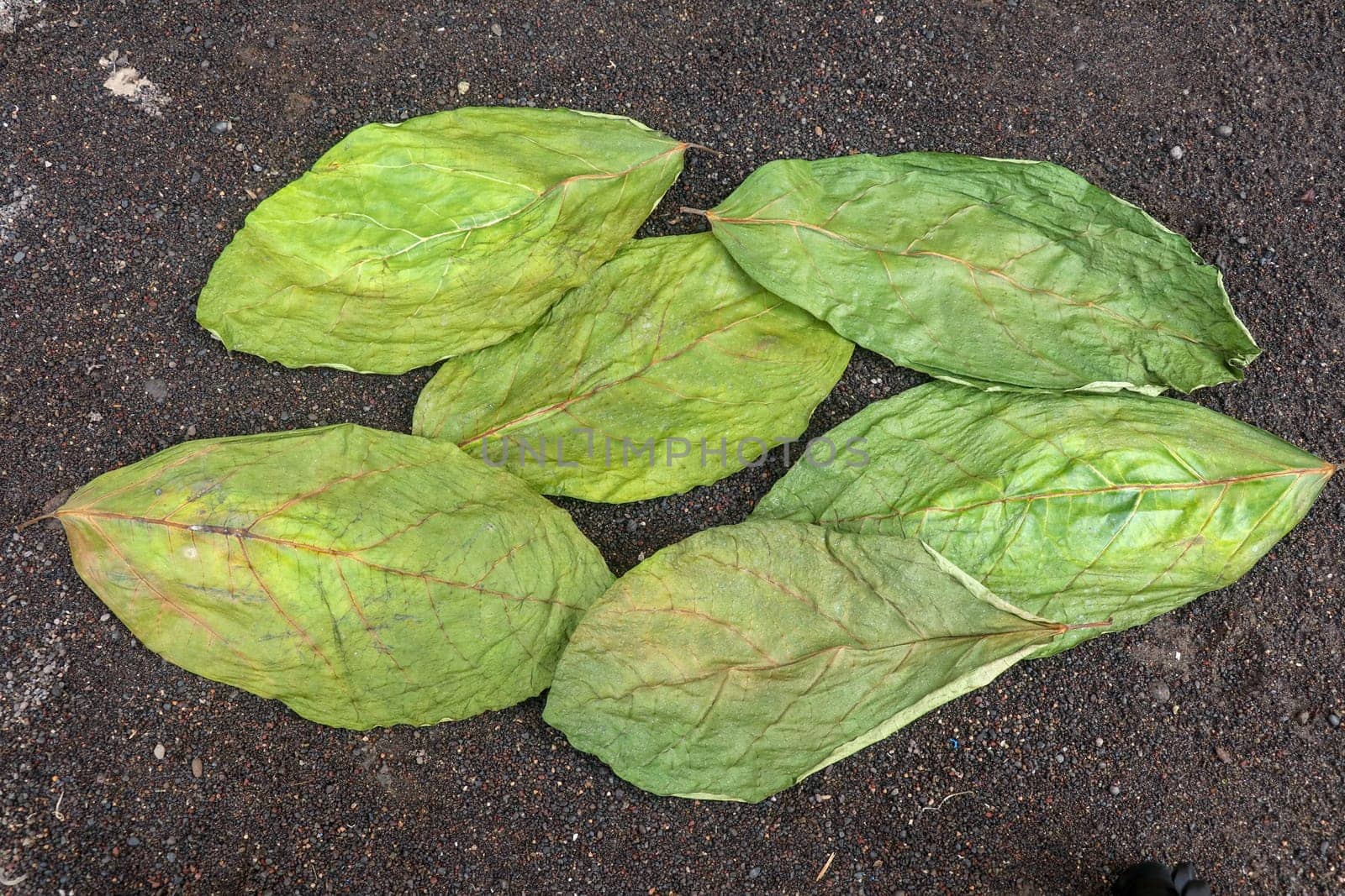 Drying green leaves on wet black volcanic sand. Patterns with leaves, tropical plants, black background, lay flat, the top view. Background texture of dry green leaves.