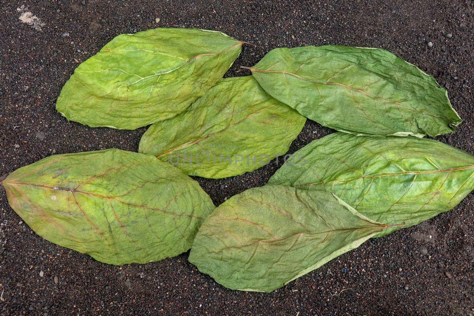 Drying green leaves on wet black volcanic sand. Patterns with leaves, tropical plants, black background, lay flat, the top view. Background texture of dry green leaves.
