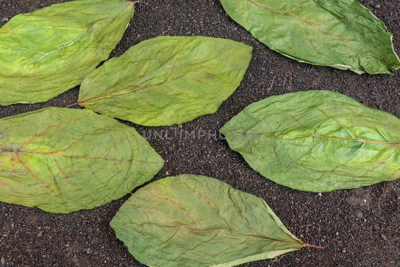 Drying green leaves on wet black volcanic sand. Patterns with leaves, tropical plants, black background, lay flat, the top view. Background texture of dry green leaves.