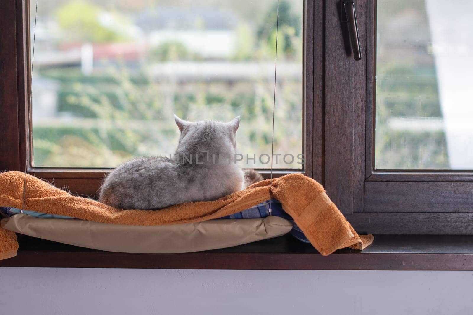 gray cat sleeping peacefully on orange blanket on hanging bed on windowsill, warm and cozy atmosphere emphasizing comfort and relaxation, pet living in house,