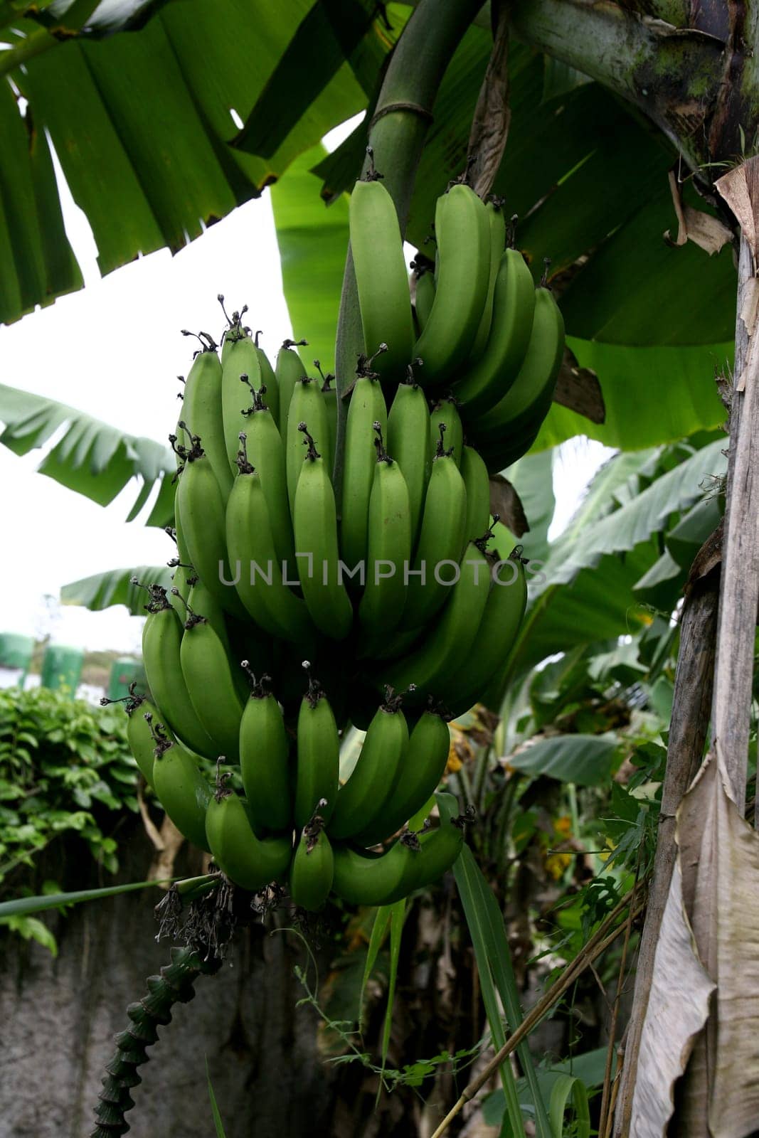 itabuna, bahia / brazil - october 17, 2011: banana plantation in the city of Itabuna...