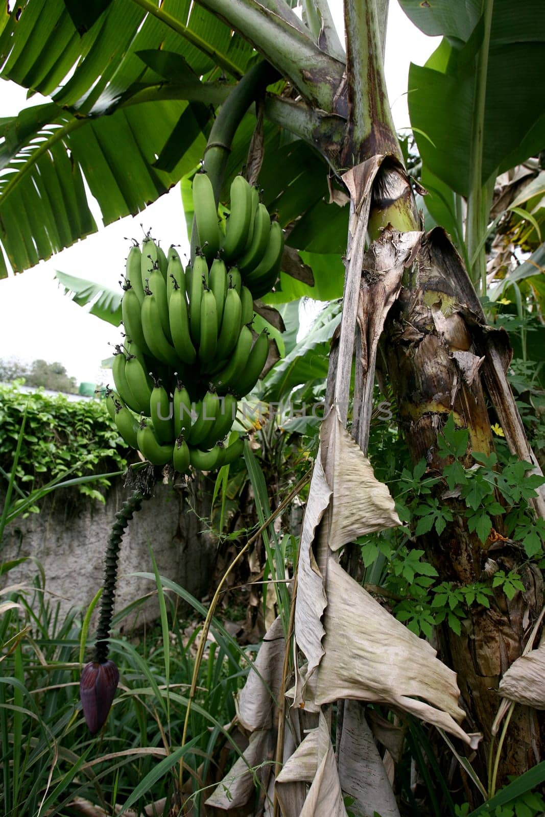 itabuna, bahia / brazil - october 17, 2011: banana plantation in the city of Itabuna...