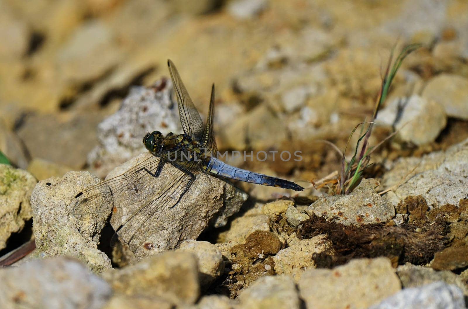 Broad-bodied chaser under a blue sky in summer