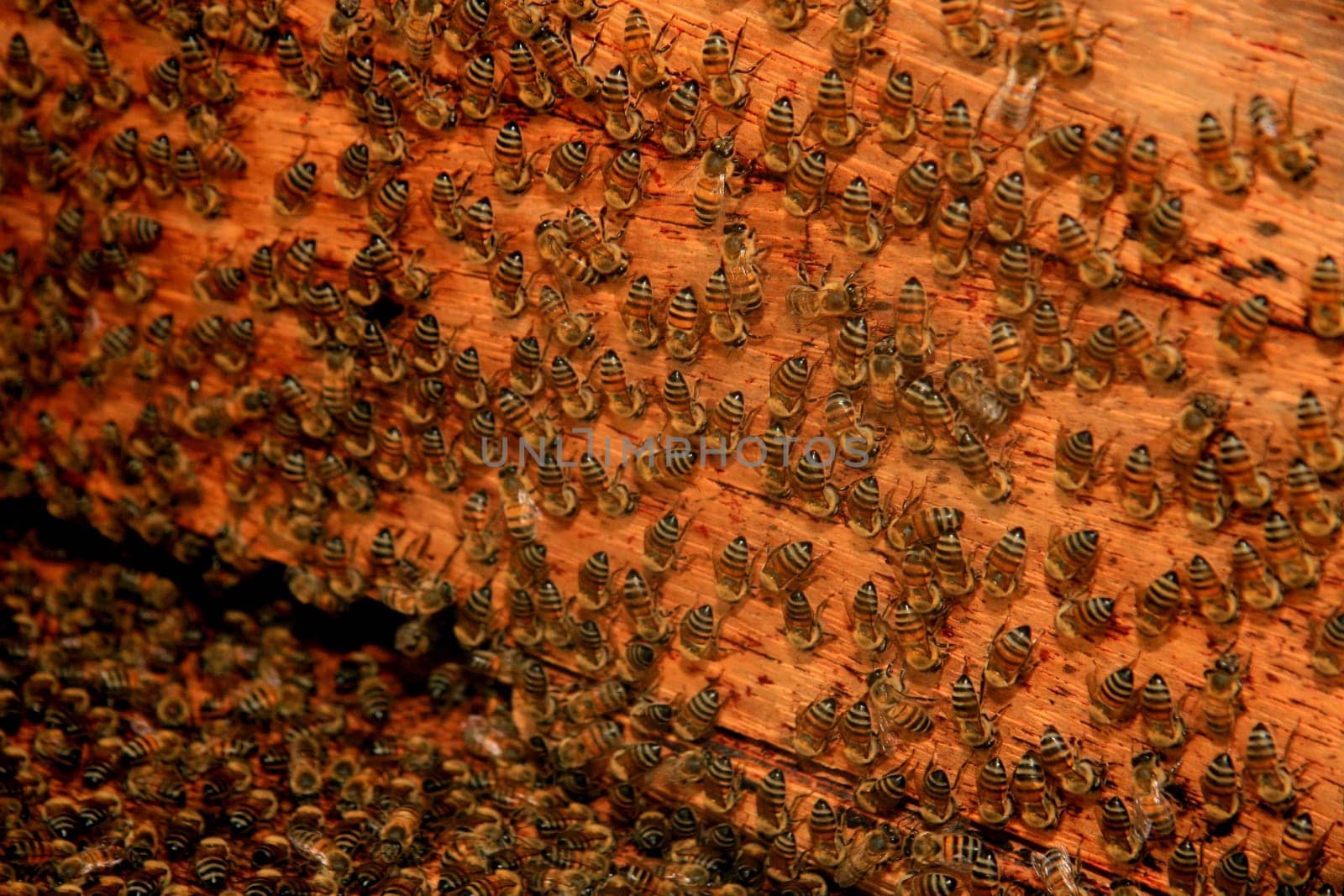 belmonte, bahia / brazil - may 8, 2009: bees are seen in a hive in the city of Belmonte.