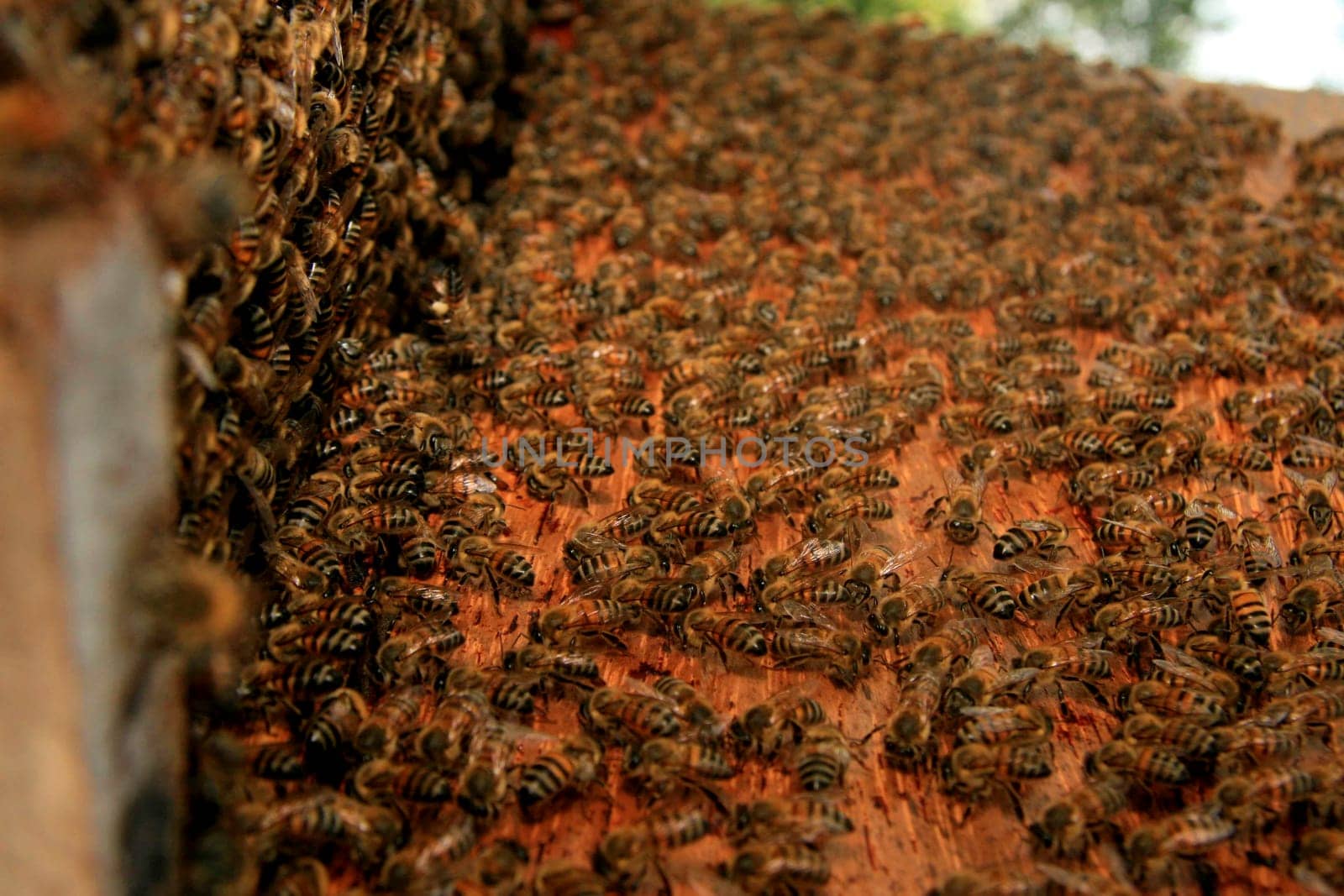 belmonte, bahia / brazil - may 8, 2009: bees are seen in a hive in the city of Belmonte.