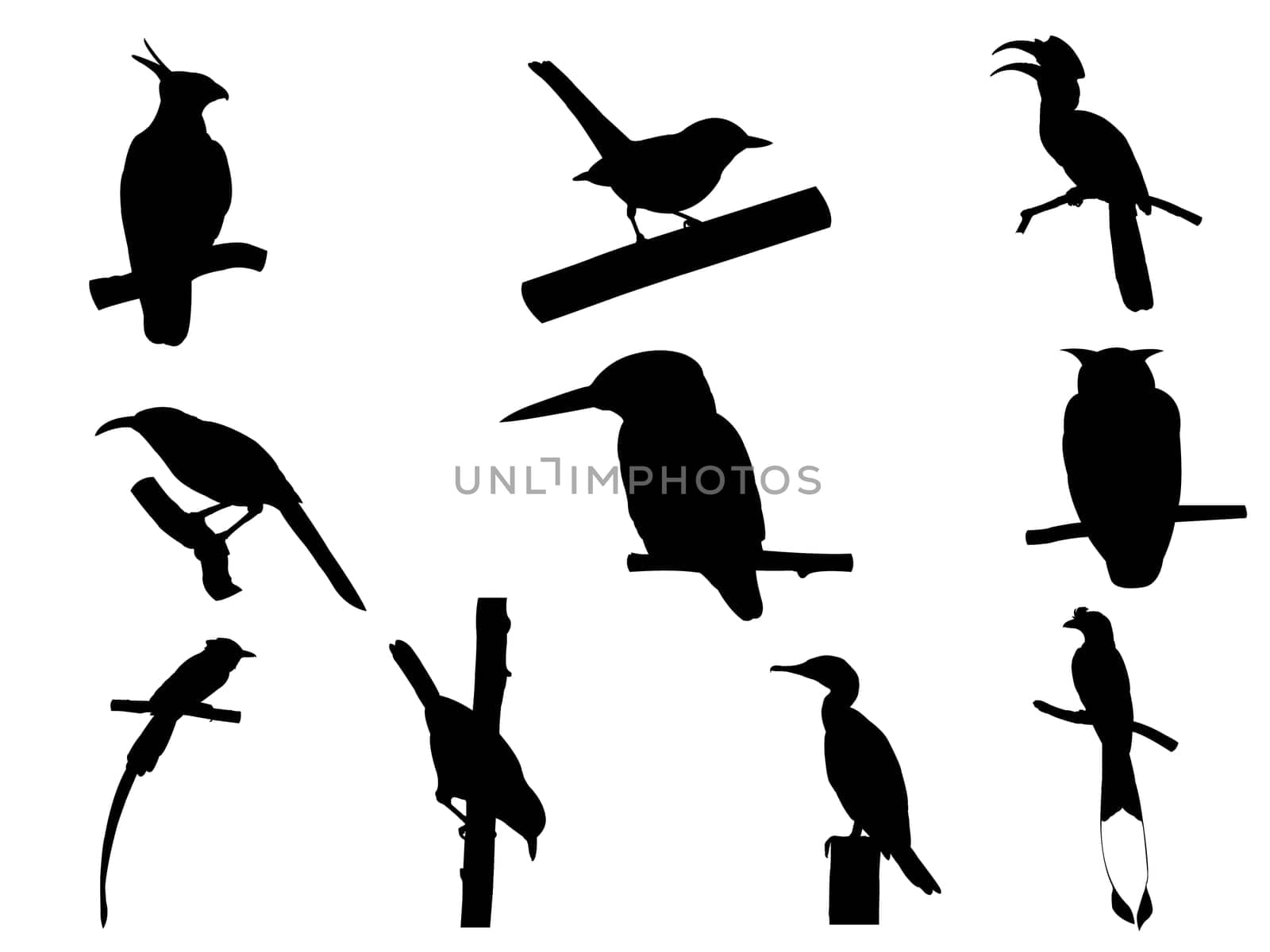 Collection of Bird on tree branch Silhouettes. Vector illustration isolated on white