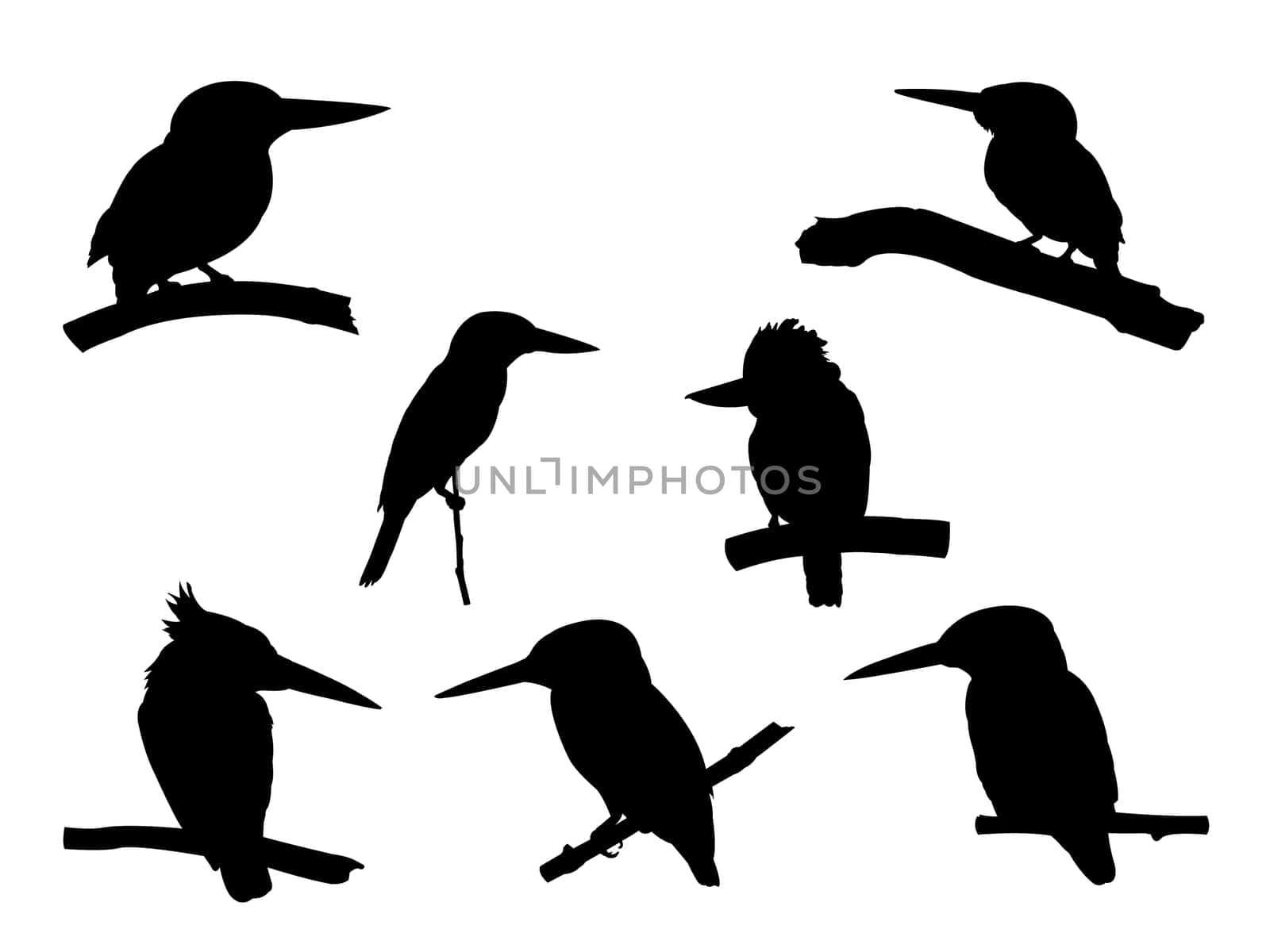 Collection of Kingfisher Bird on tree branch Silhouettes. Vector illustration isolated on white