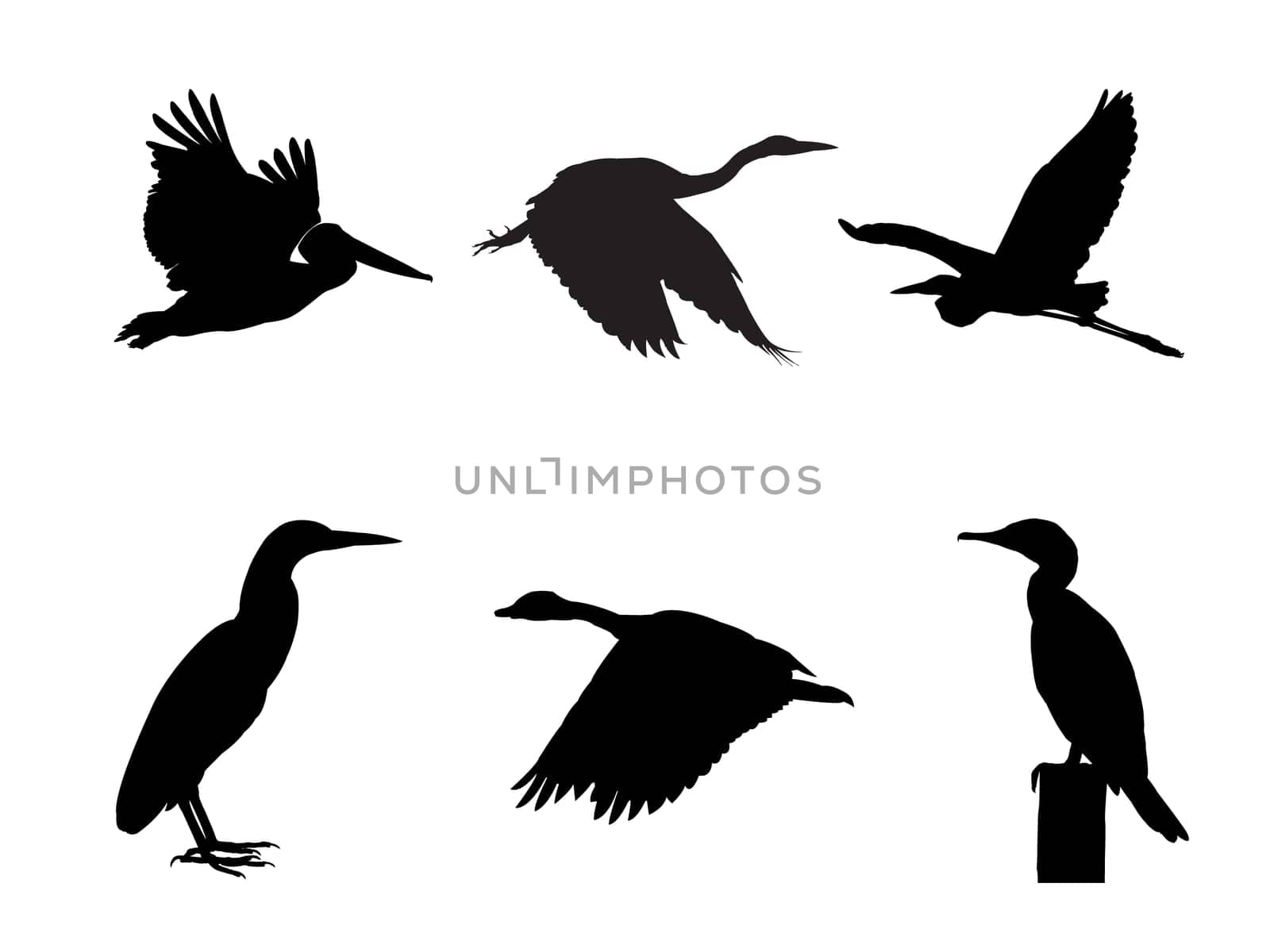 Collection of Water bird Bird on tree branch Silhouettes. Vector illustration isolated on white
