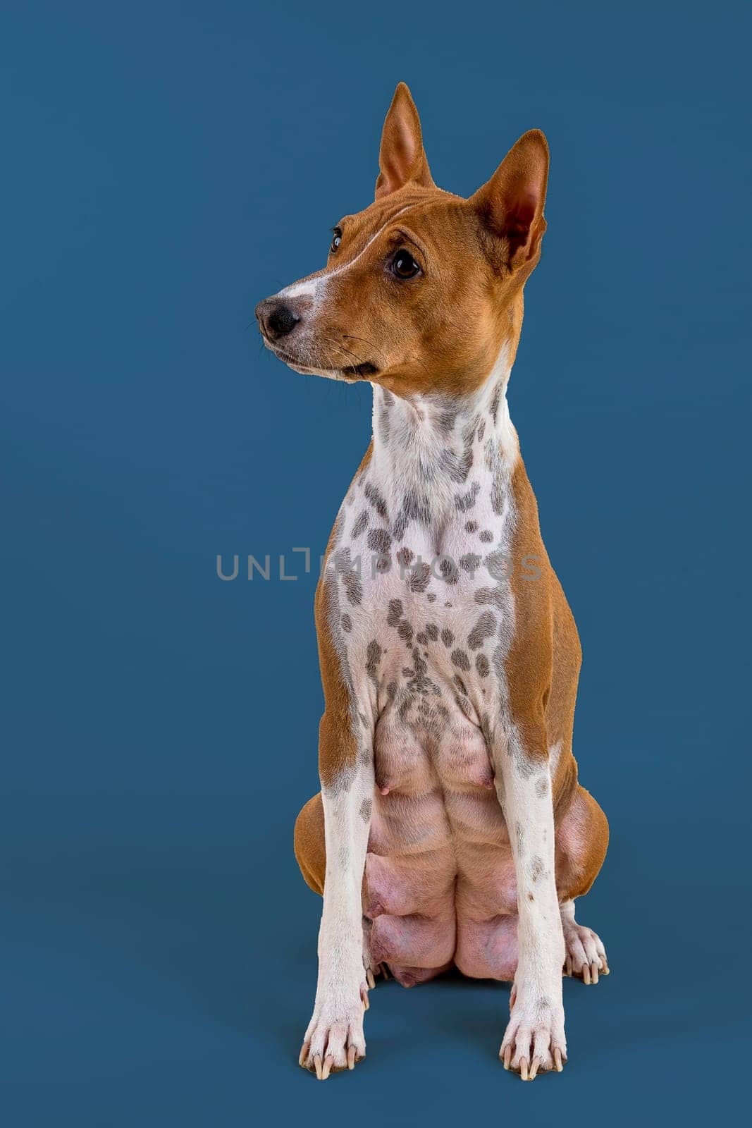Basenji or Congo Terrier (Canis lupus familiaris),female,4 years,red-white,sedentary,studio shot,blue background