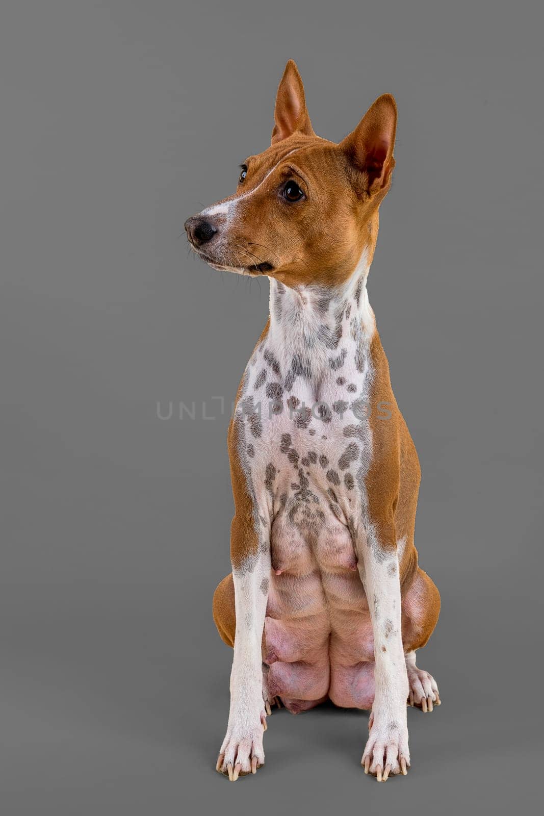 Basenji or Congo Terrier (Canis lupus familiaris),female,4 years,red-white,sitting,studio shot,grey background