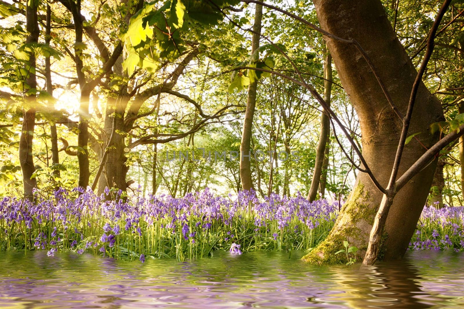 Bluebell forest with water reflections and bent tree during sunrise. Magical landscape in a beautiful woodland during spring in Norfolk England