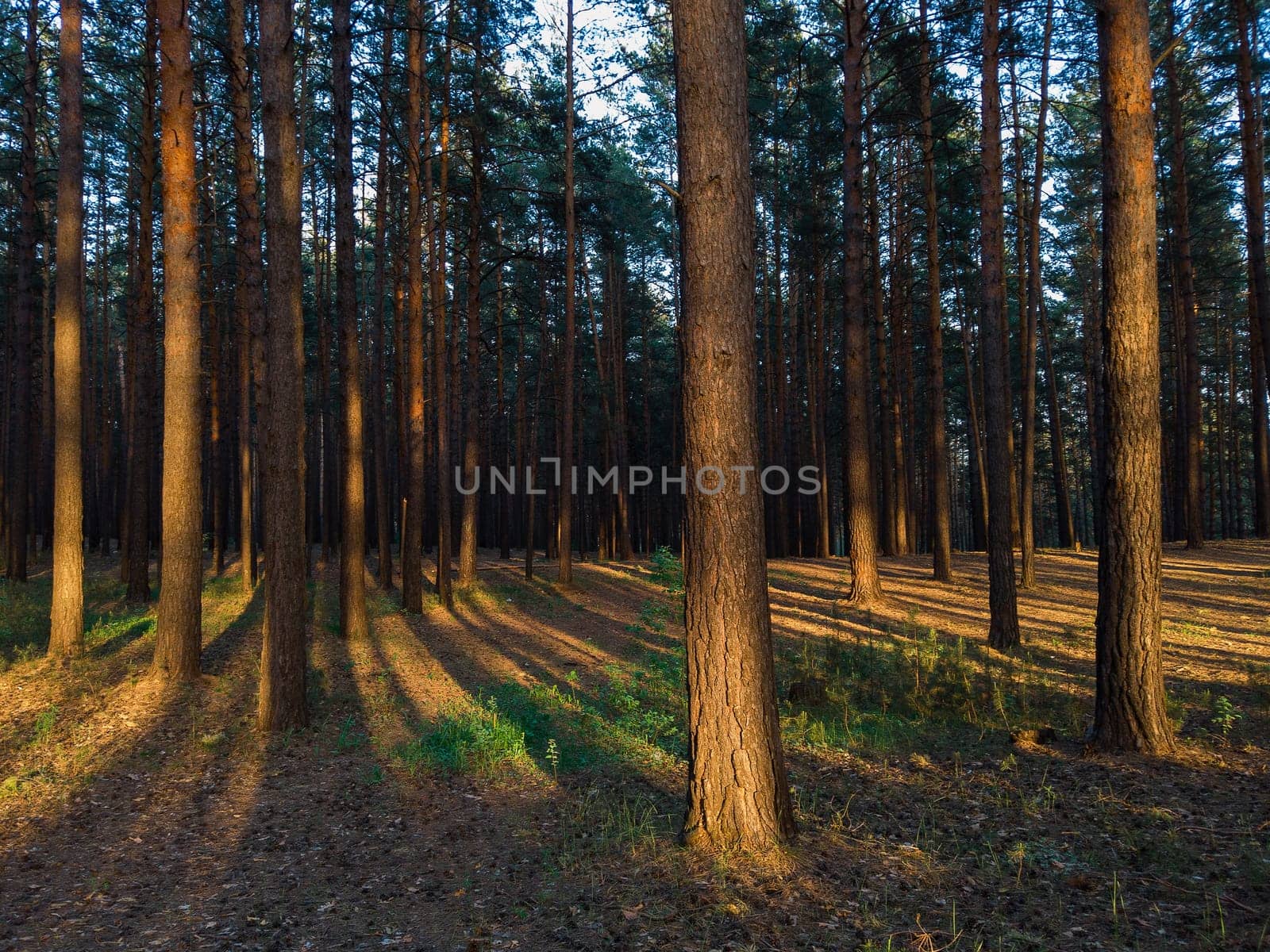 scene in the forest on the sunset with sun rays