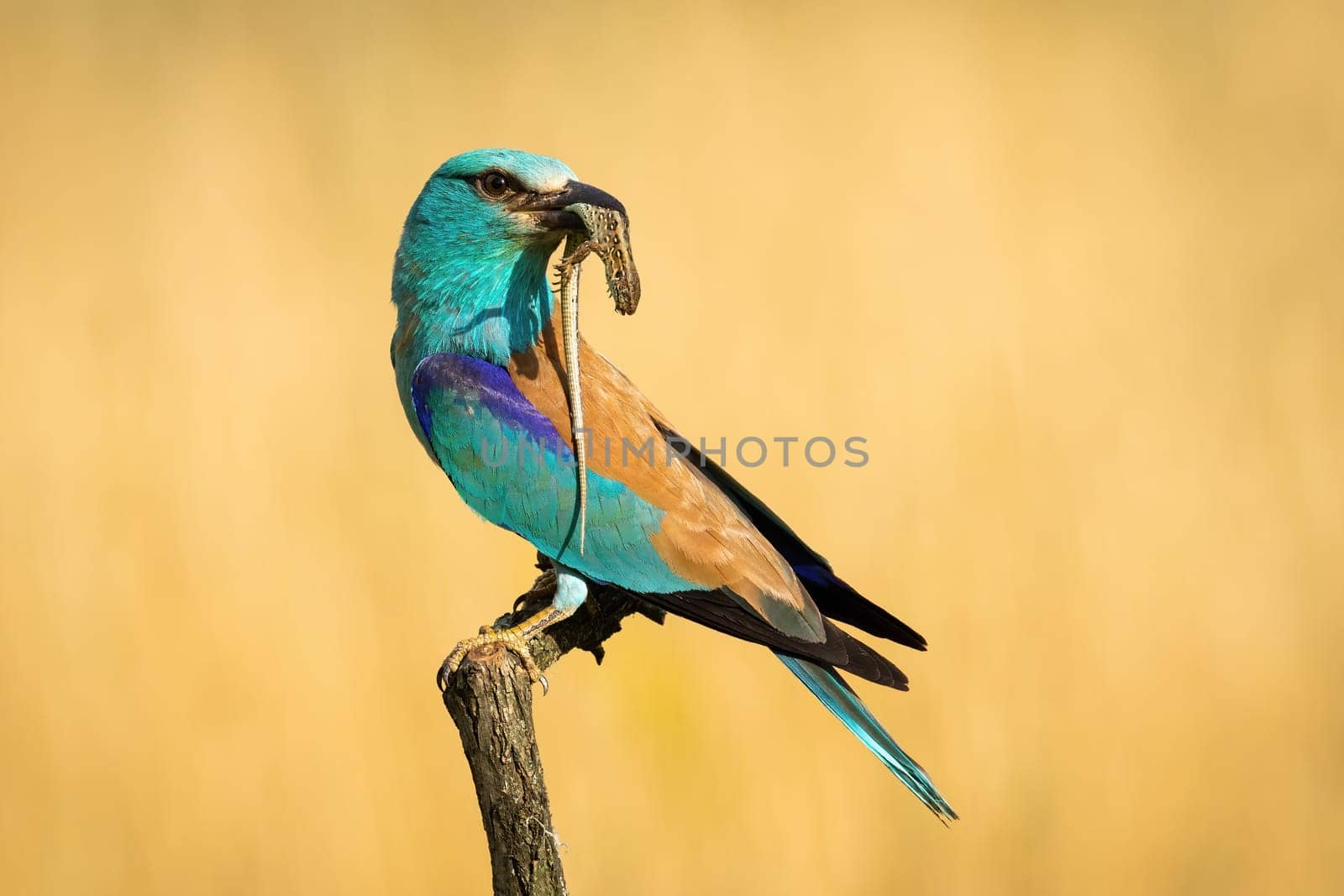 European roller sitting on a twig and looking back over shoulder in summer nature and holding killed lizard casting shadow on its feathers. Bird with catch perched in nature with copy space