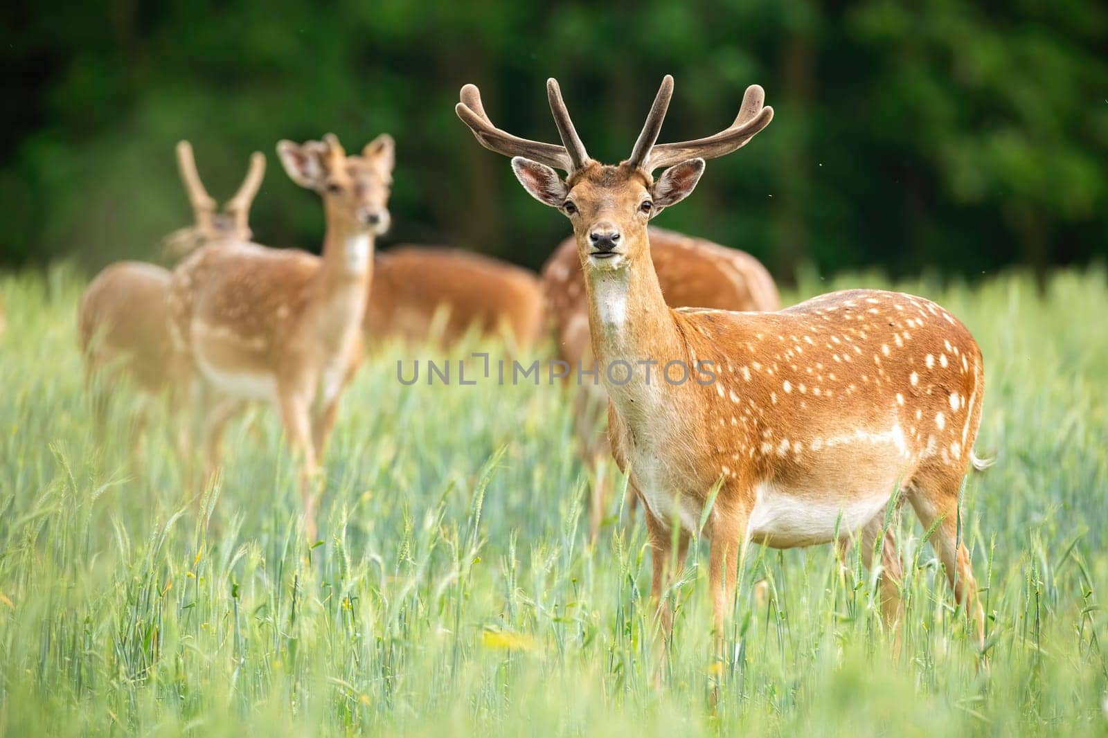 Group of fallow deer, dama dama, stags standing on meadow in the summer. Majestic mammals with antlers in velvet watching on field from side. Wild animal grazing in nature.