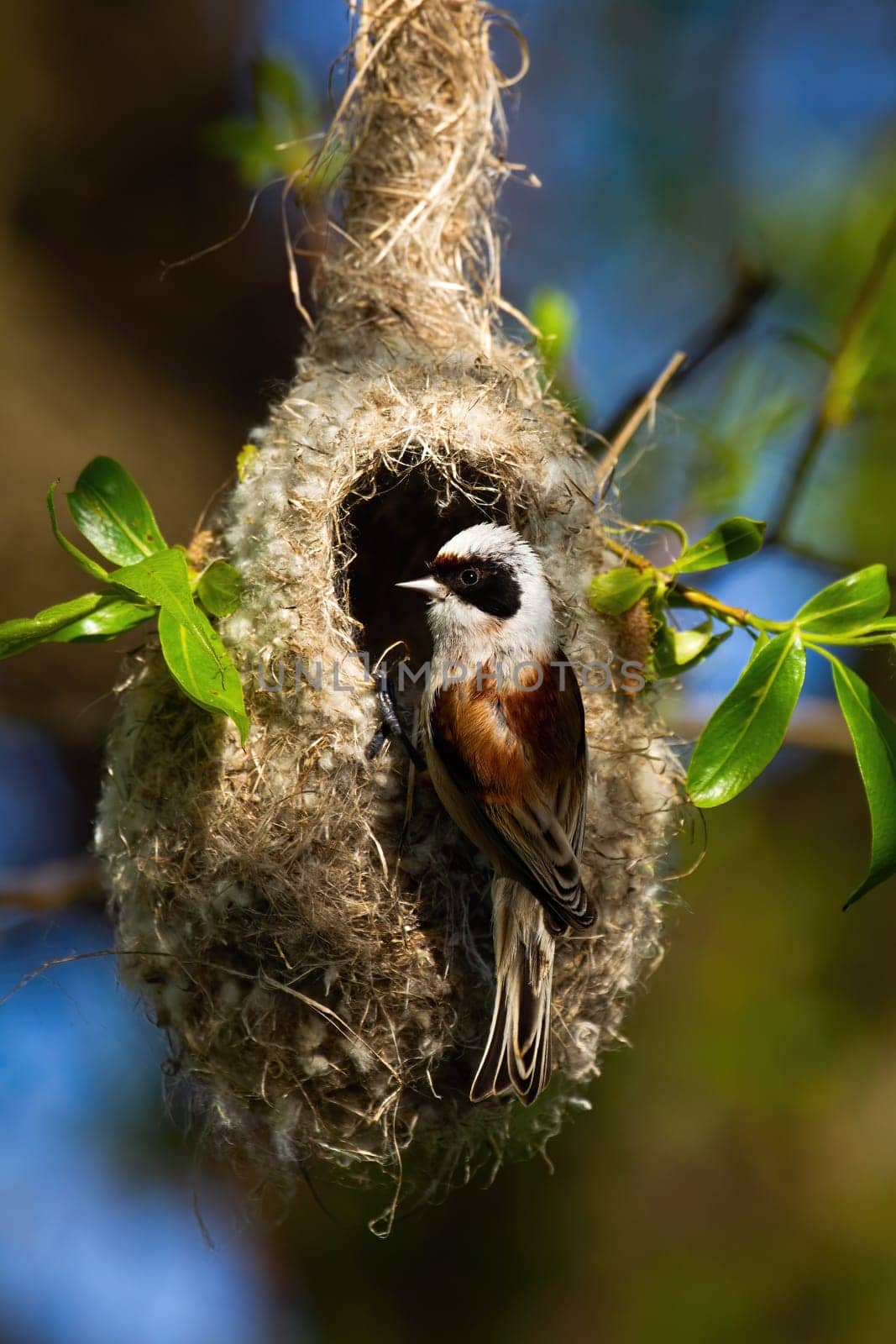 eurasian penduline tit, remiz pendulinus, sitting on hanging nest in construction. Wild animal breeding on tree in wetland. Vertical composition of small bird in summer nature.