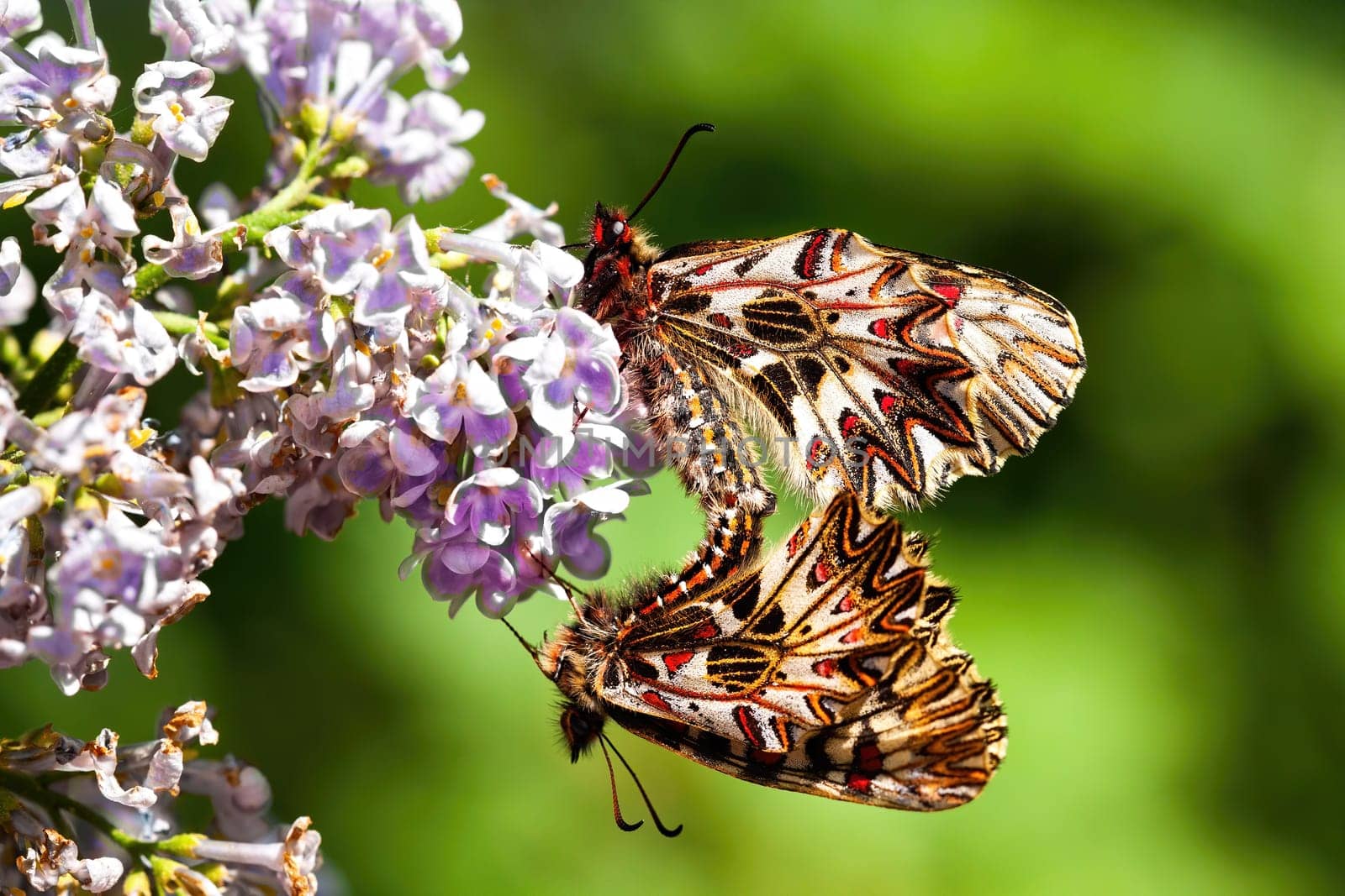 Two southern festoons, zerynthia polyxena, mating on violet flower in summer nature. Pair white courting in sun from side. Pair of butterflies courting with wings closed from side view.