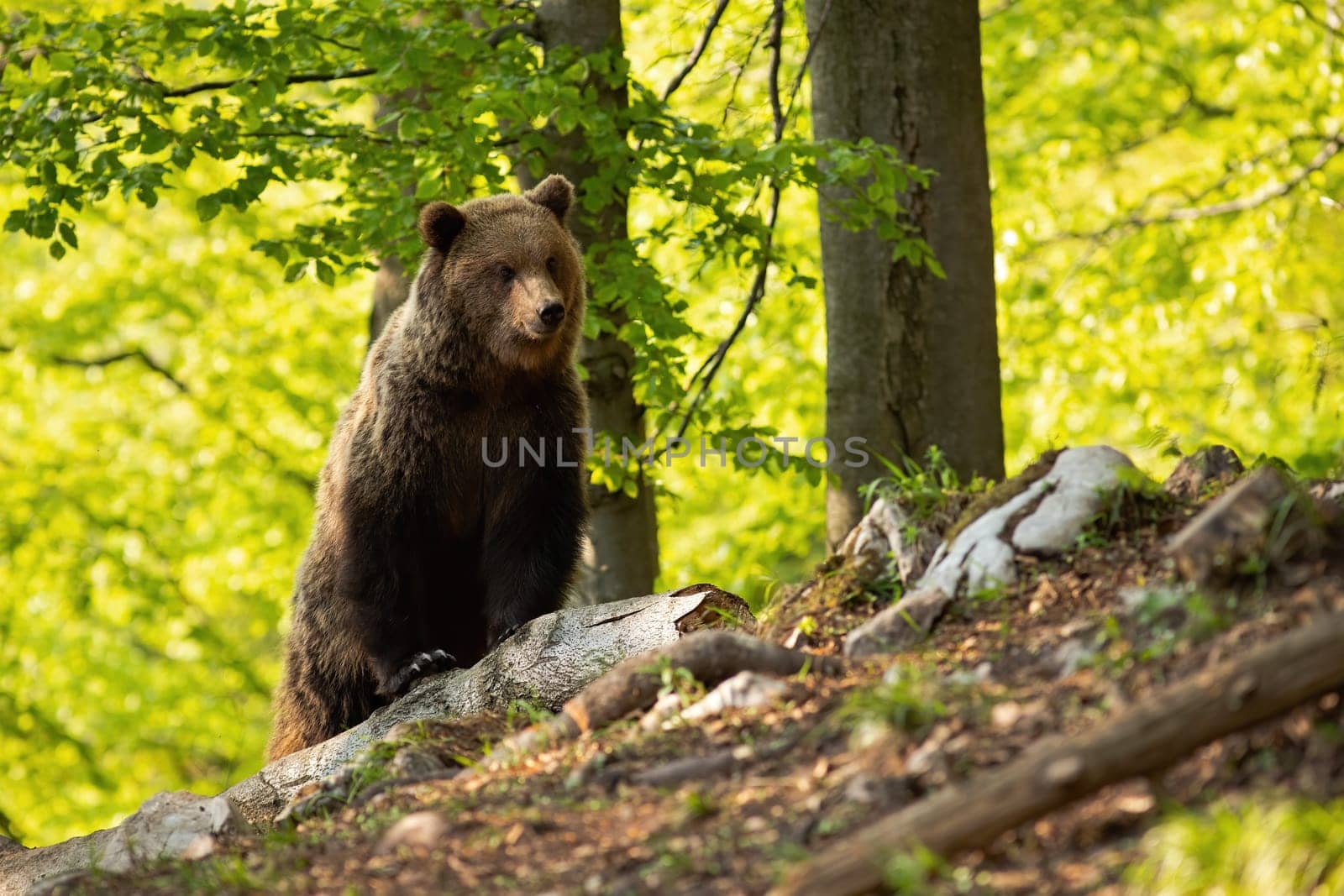 Majestic brown bear, ursus arctos, observing in forest during the summer. Impressive mammal standing on trunk from front view. Wild animal staring in nature.