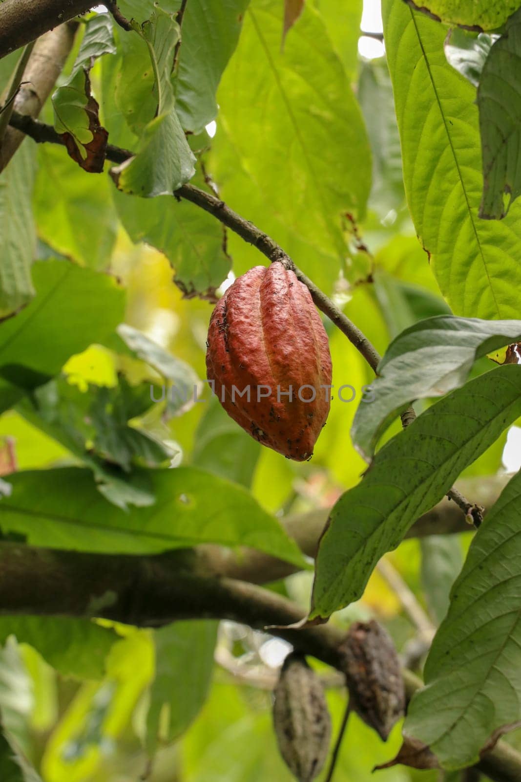 The cocoa tree with fruits. Brown Cocoa pods grow on the tree, Cacao plantation. Close up of light brown Cacao pods growing on branches and trunks of their trees on a chocolate farm in Bali, Indonesia.